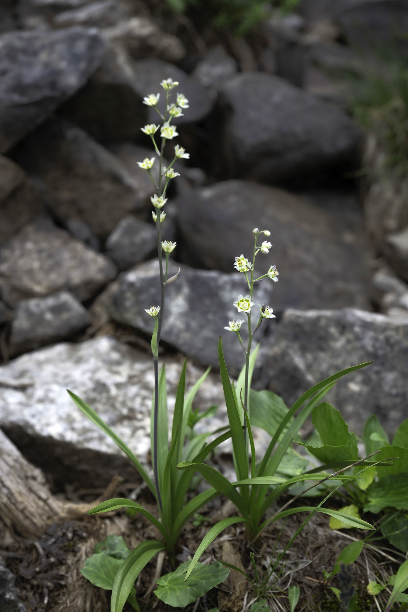 Death Camas