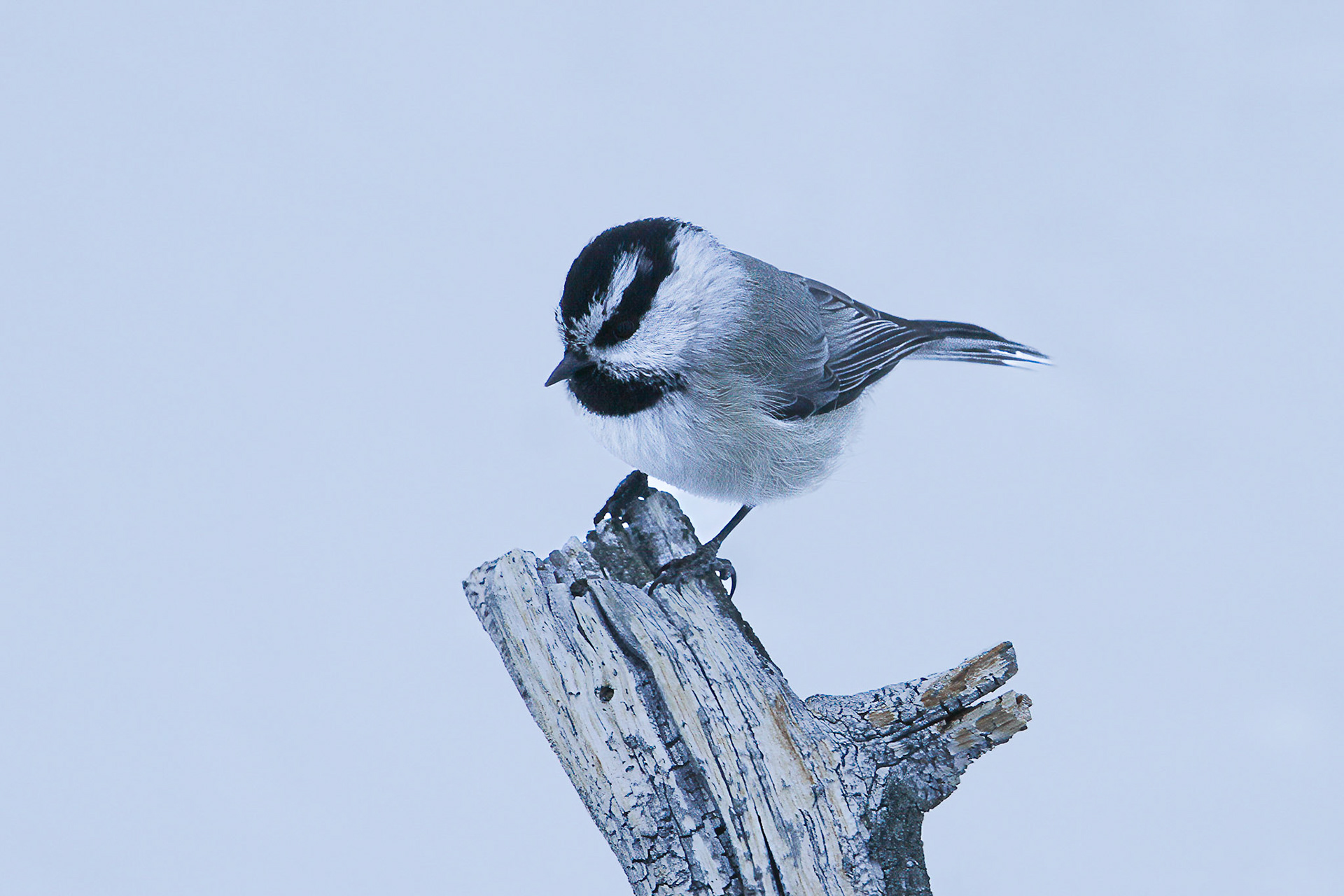 Black-capped Chickadee