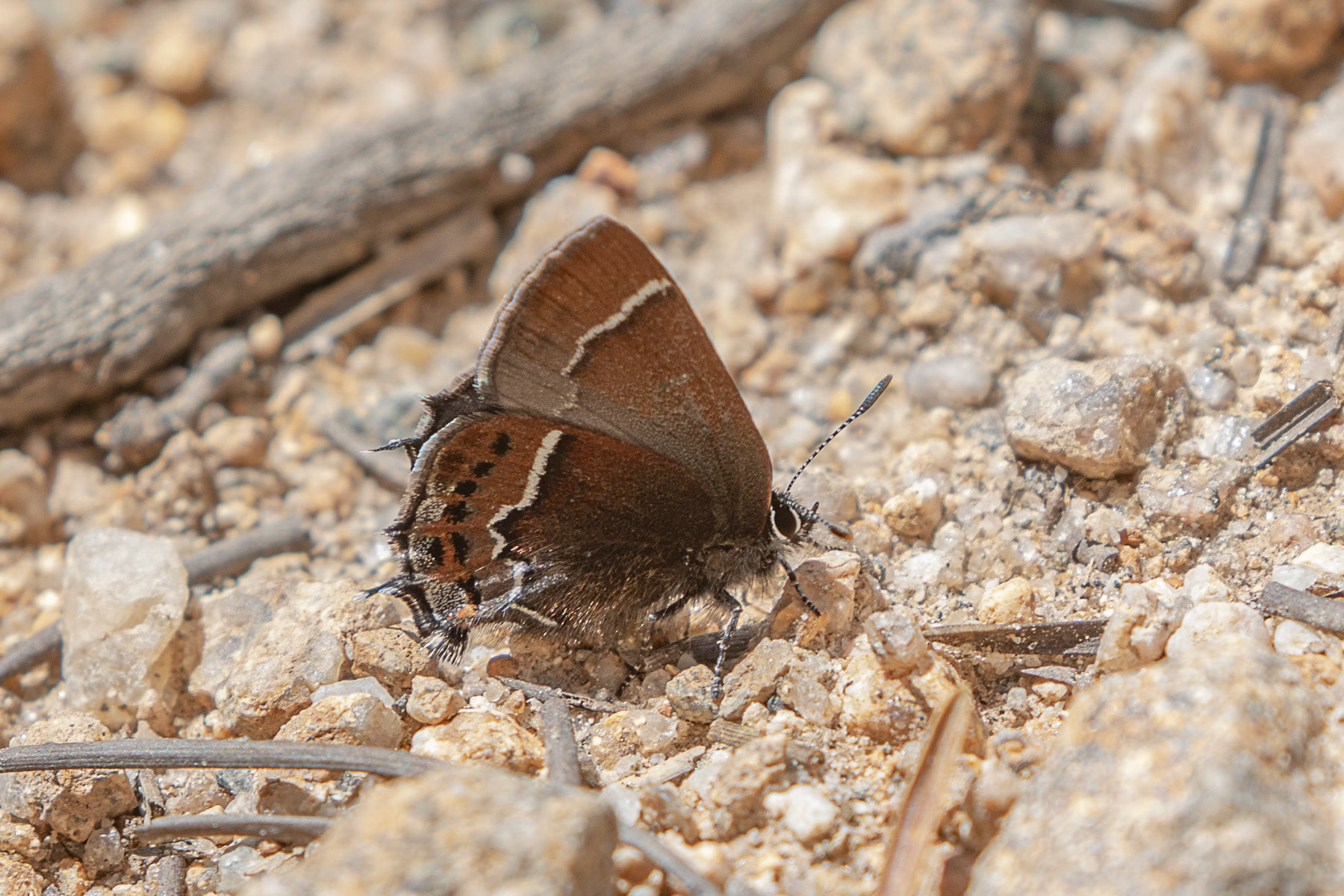 Thicket Hairstreak