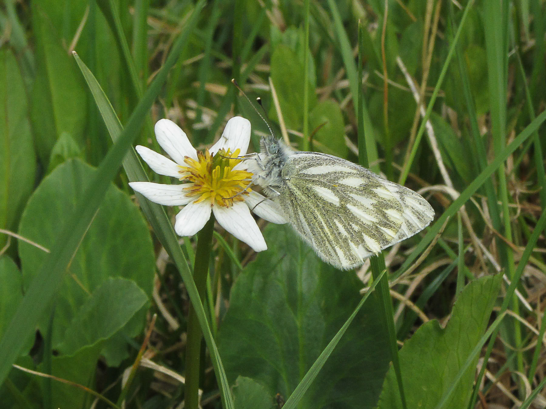 Mountain Green Veined White