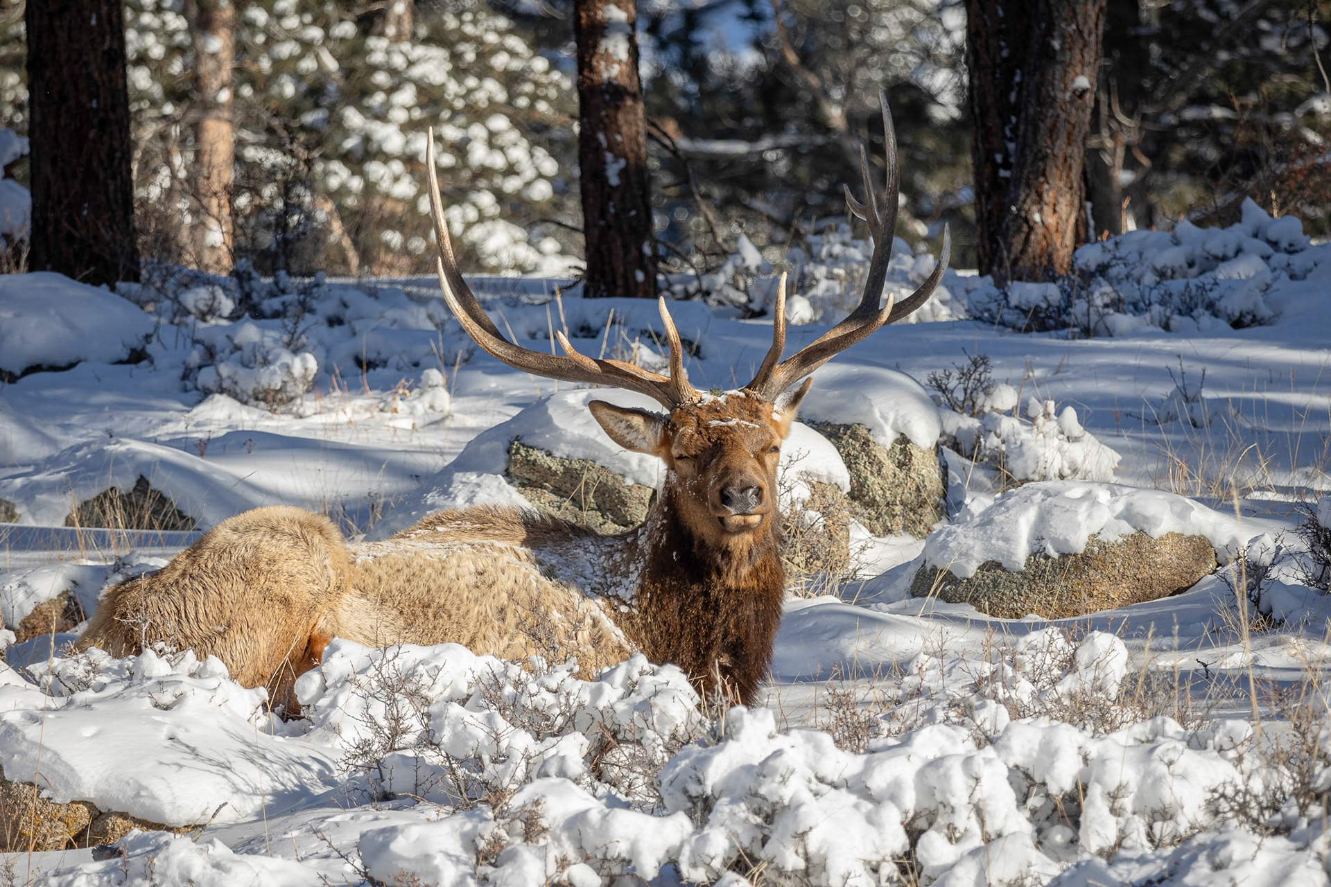 Bull Elk Enjoying Winter Sun