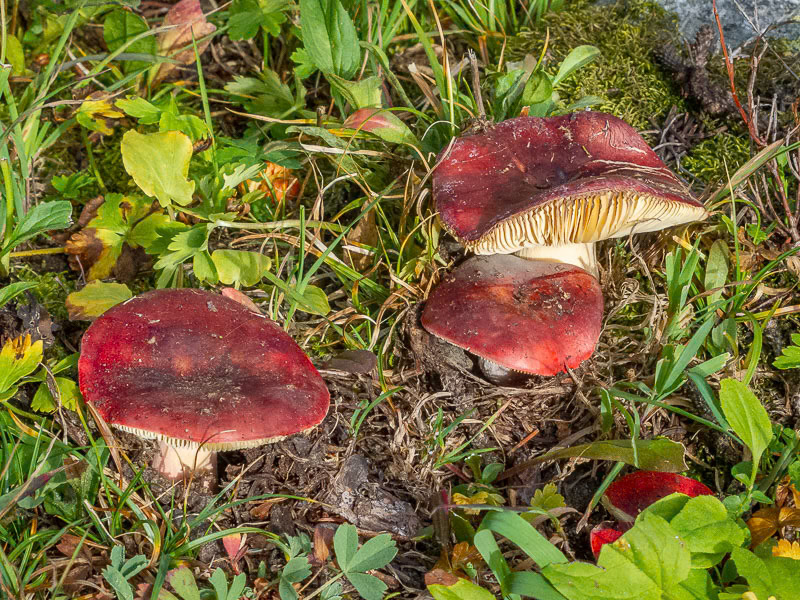 Russula sp.