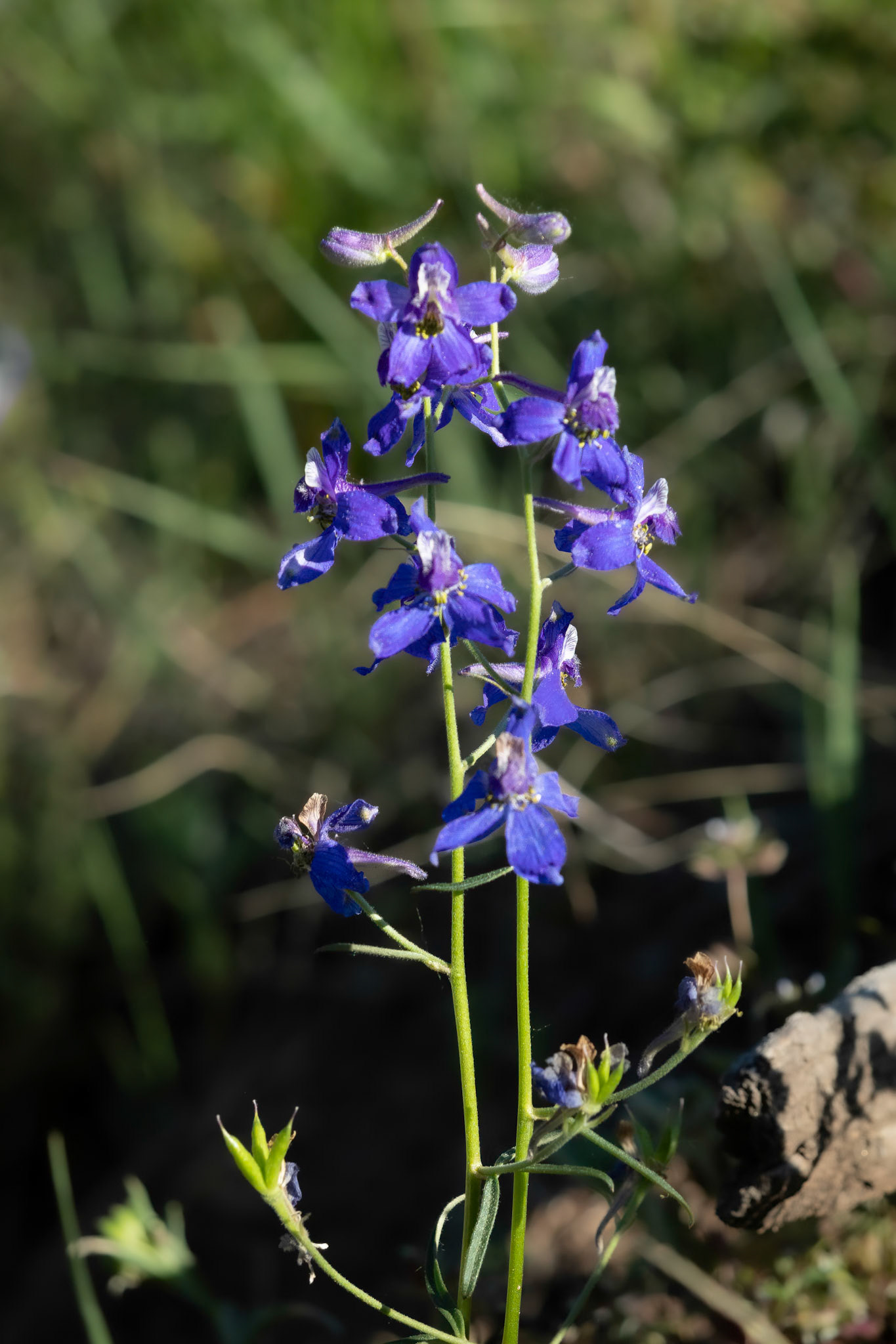 Larkspur, Subalpine