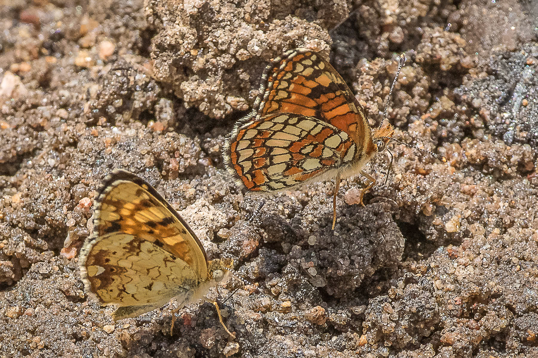 Field Crescentspot and Northern Checkerspotpot