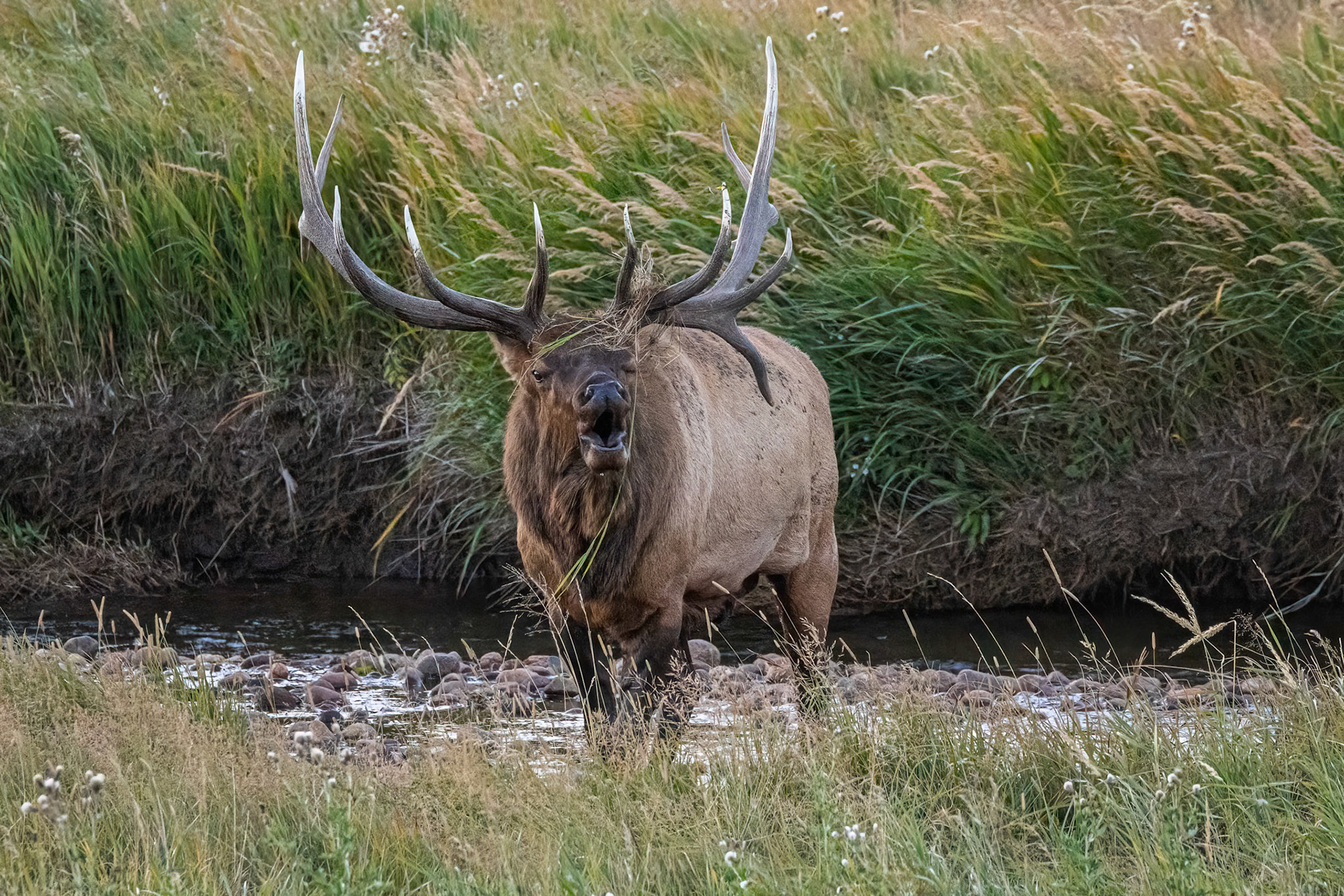 Bull Elk Bugling During The Rut