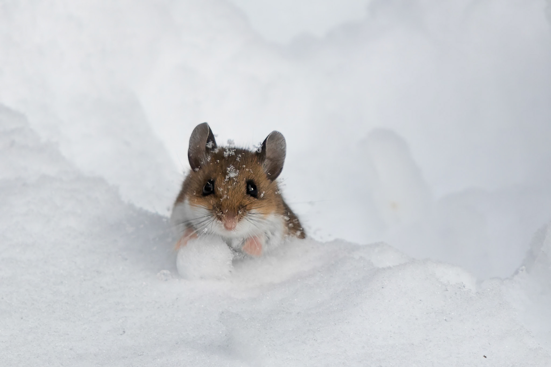 Deer Mouse In Snow