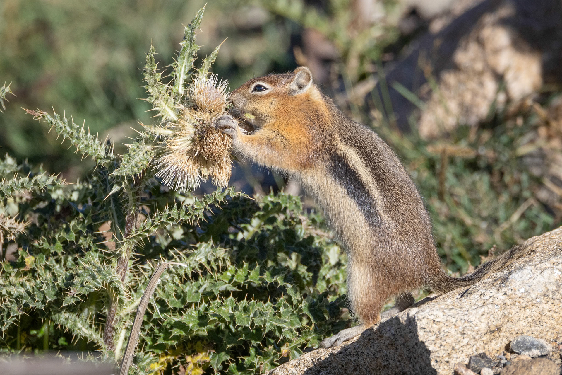 Golden-mantled Ground Squirrel and Tweedy's Thistle