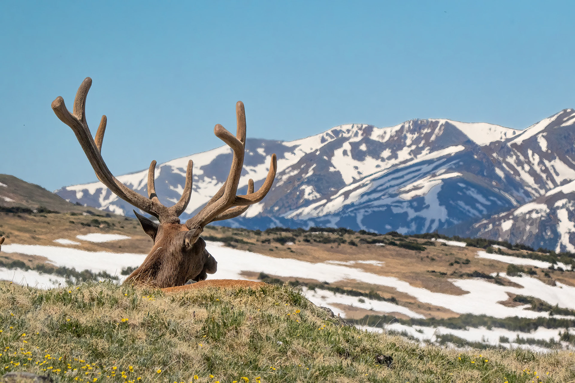 Bull Elk Enjoying Tundra View