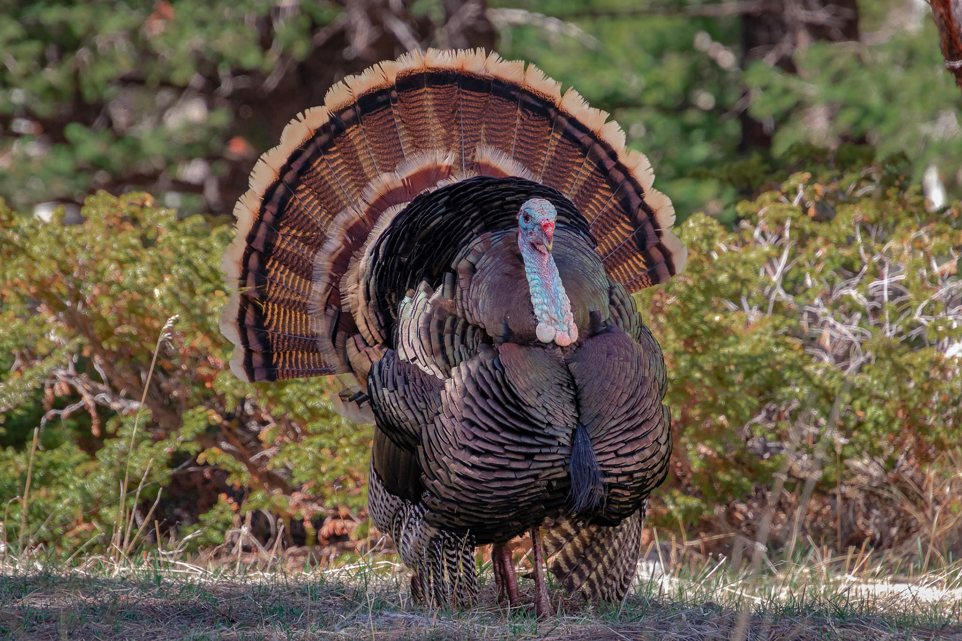 Merriam Wild Turkey
