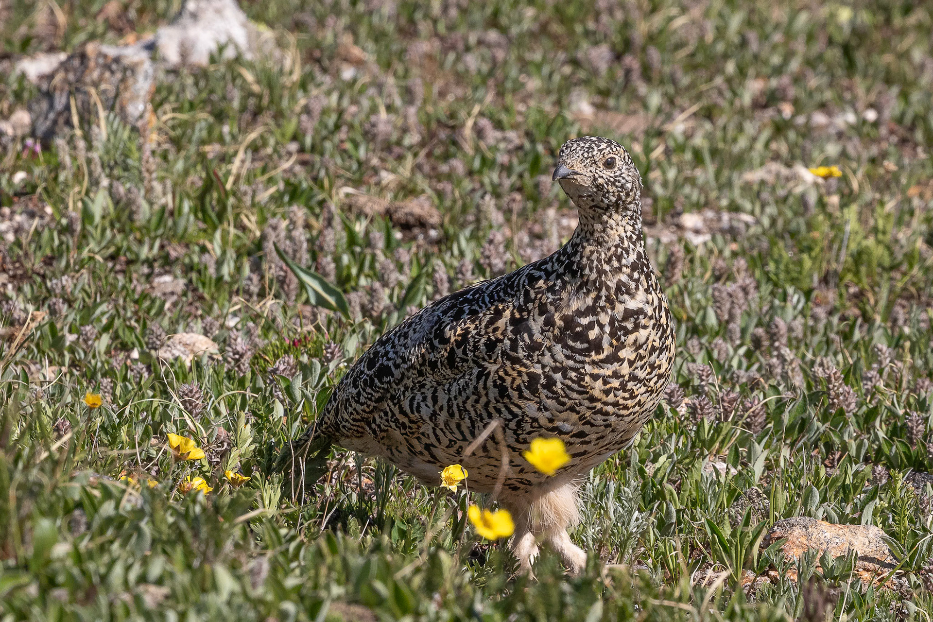 Ptarmigan Hen and chick