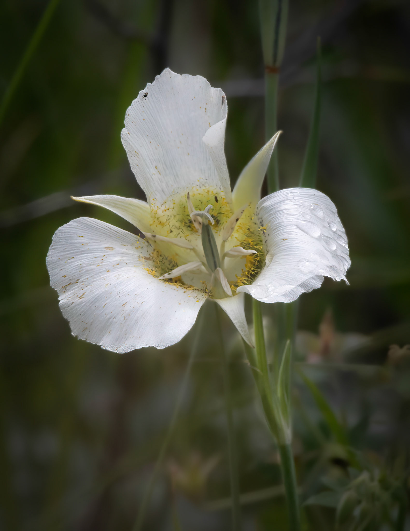 Mariposa Lily