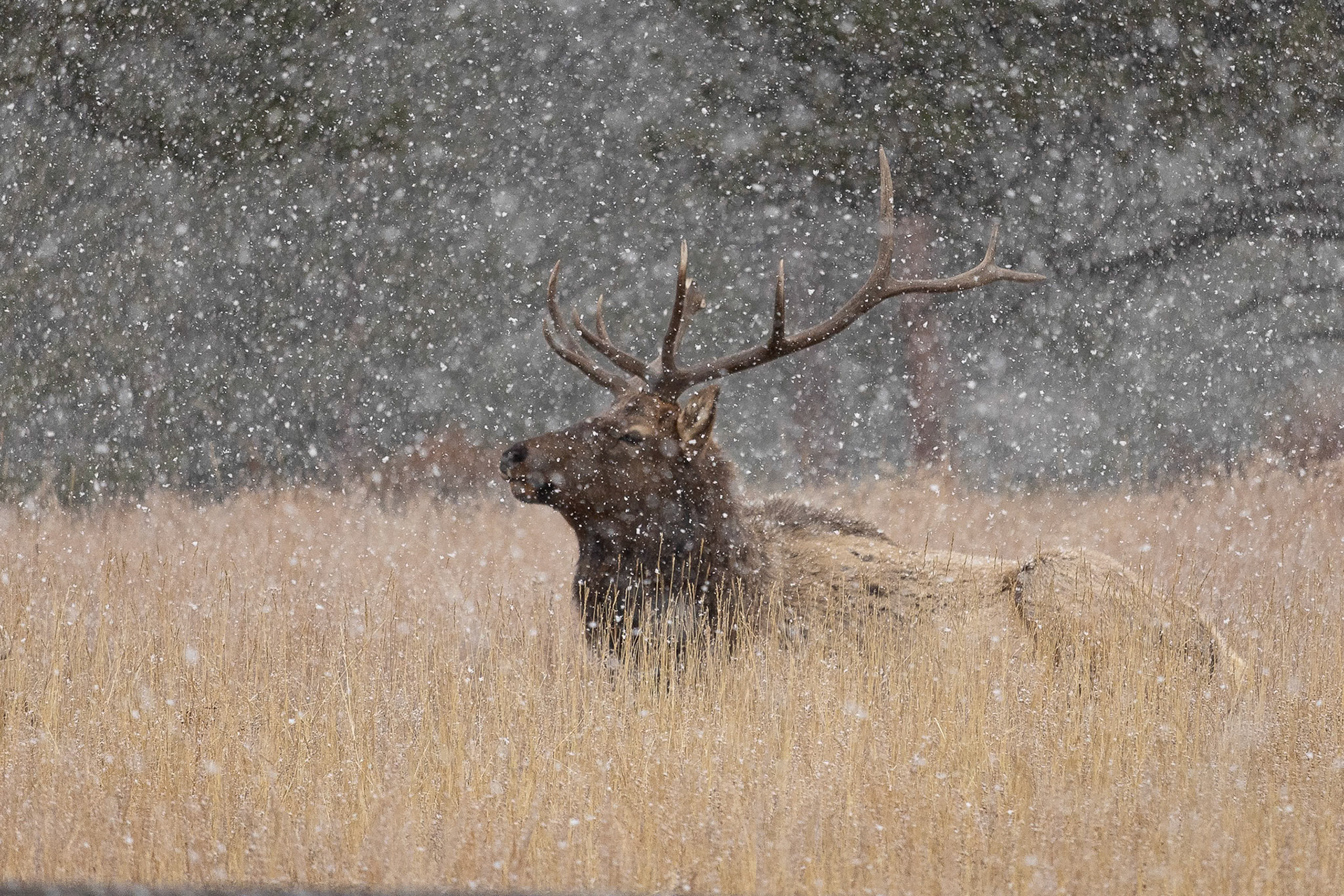 Bull Elk In Snowstorm