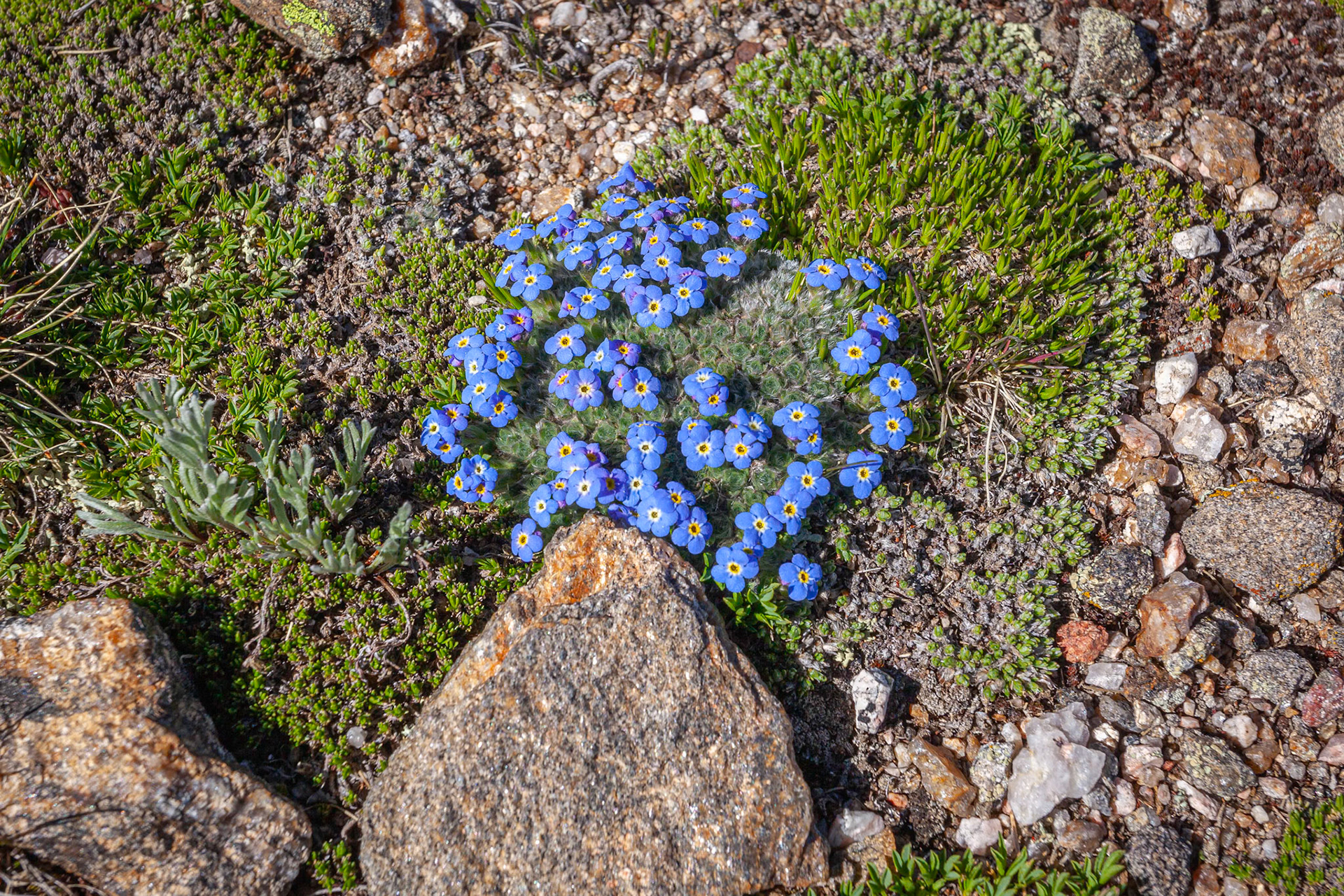 Alpine Forget-me-not