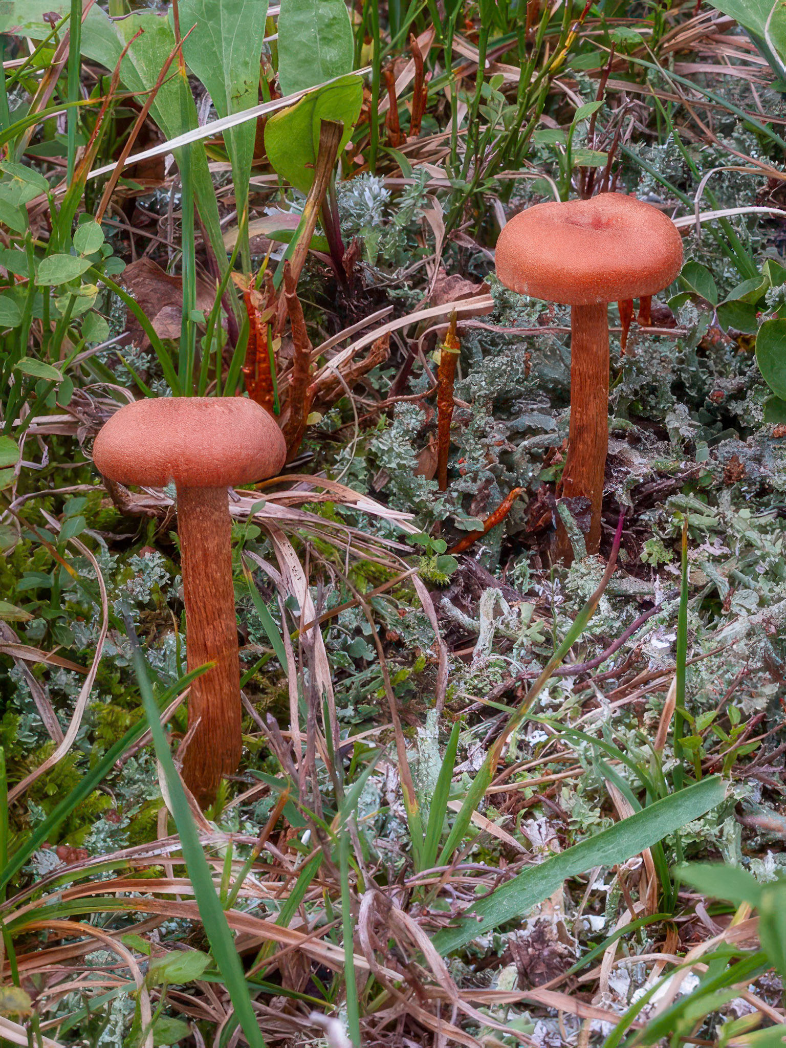 Lacceria sp.