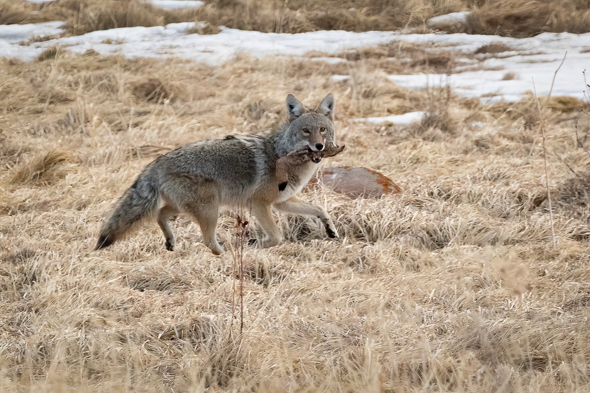 Coyote with Mule Deer Leg