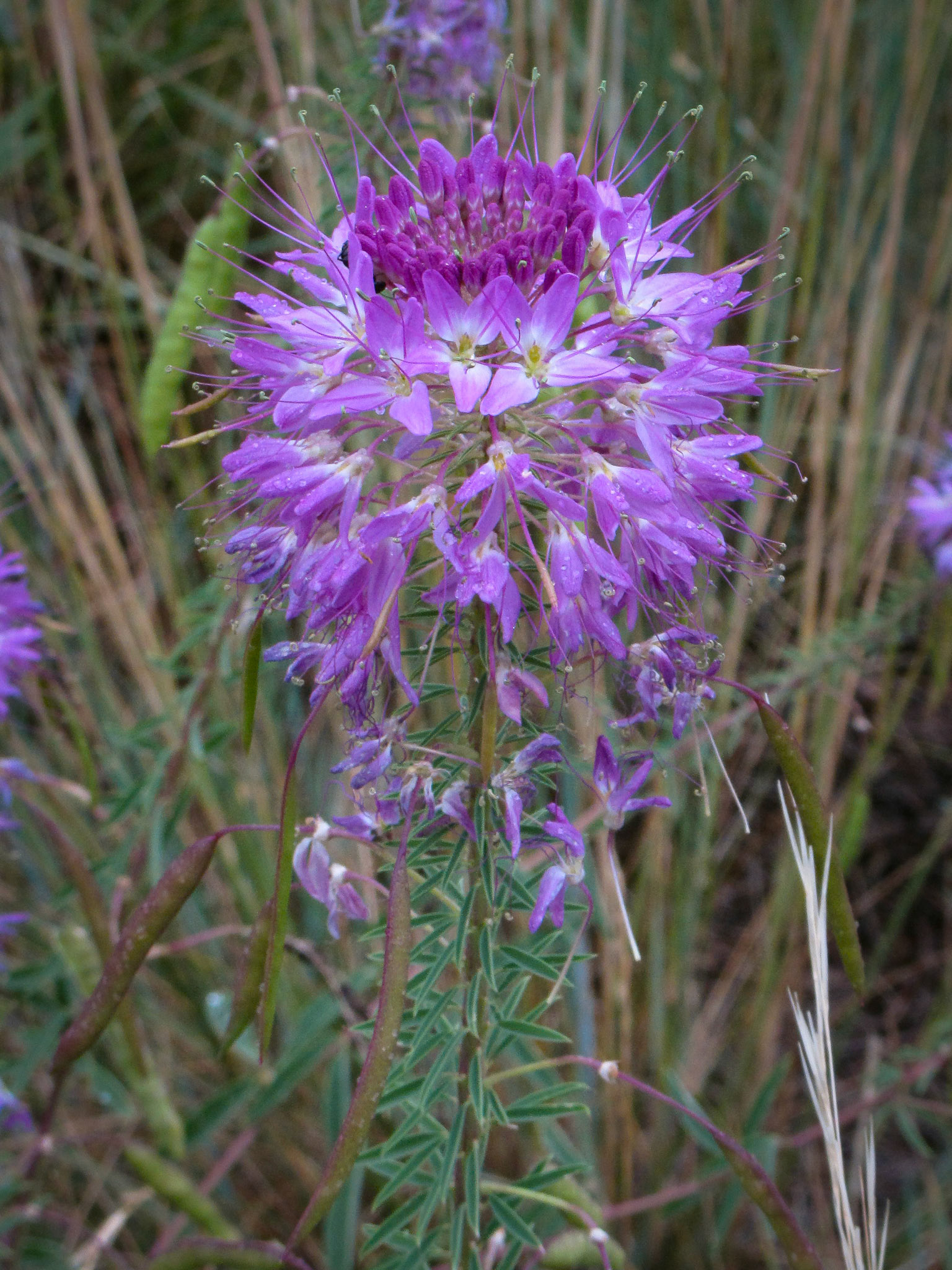Cleome,  Rocky Mountain Bee Plant