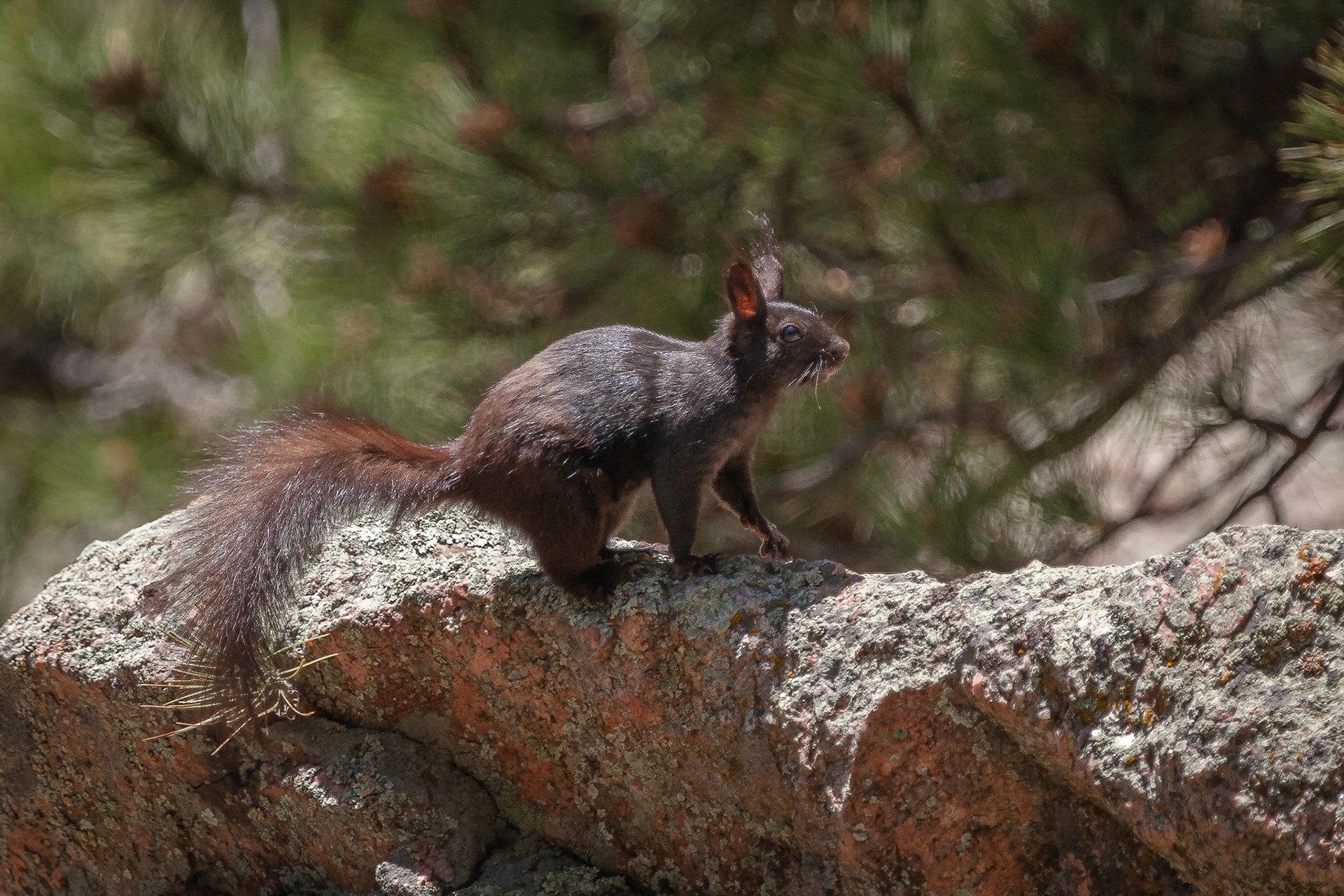 Abert's Squirrel