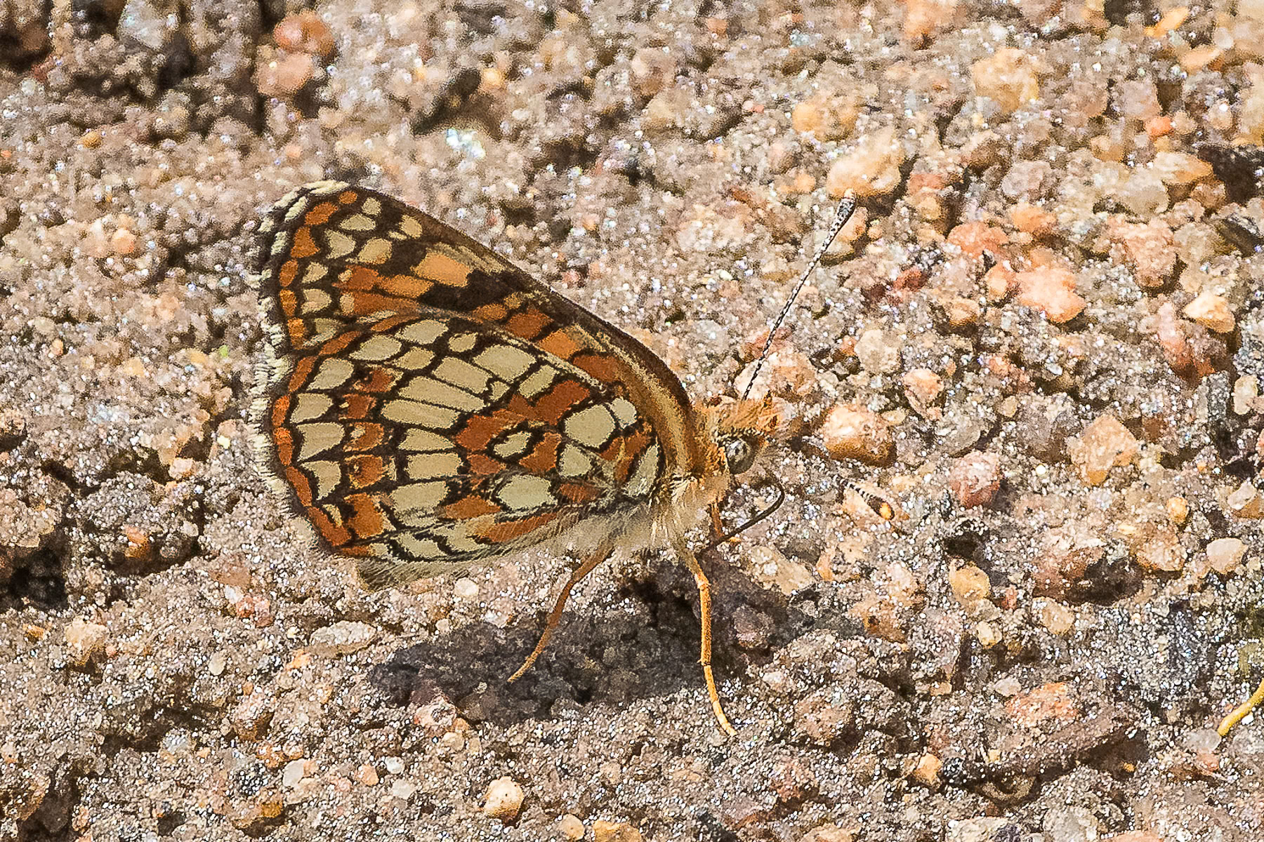 Northern Checkerspot