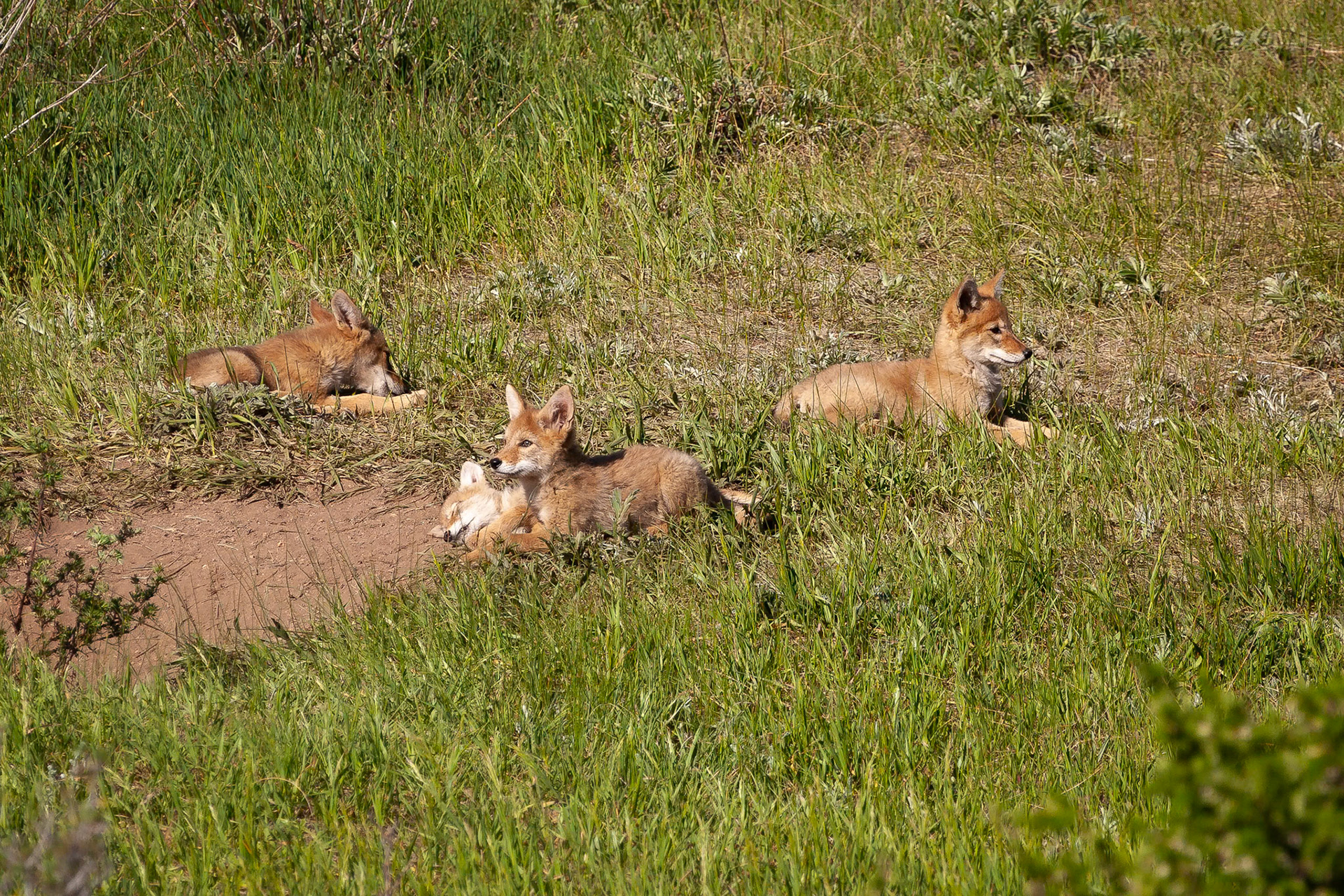 Coyote pups