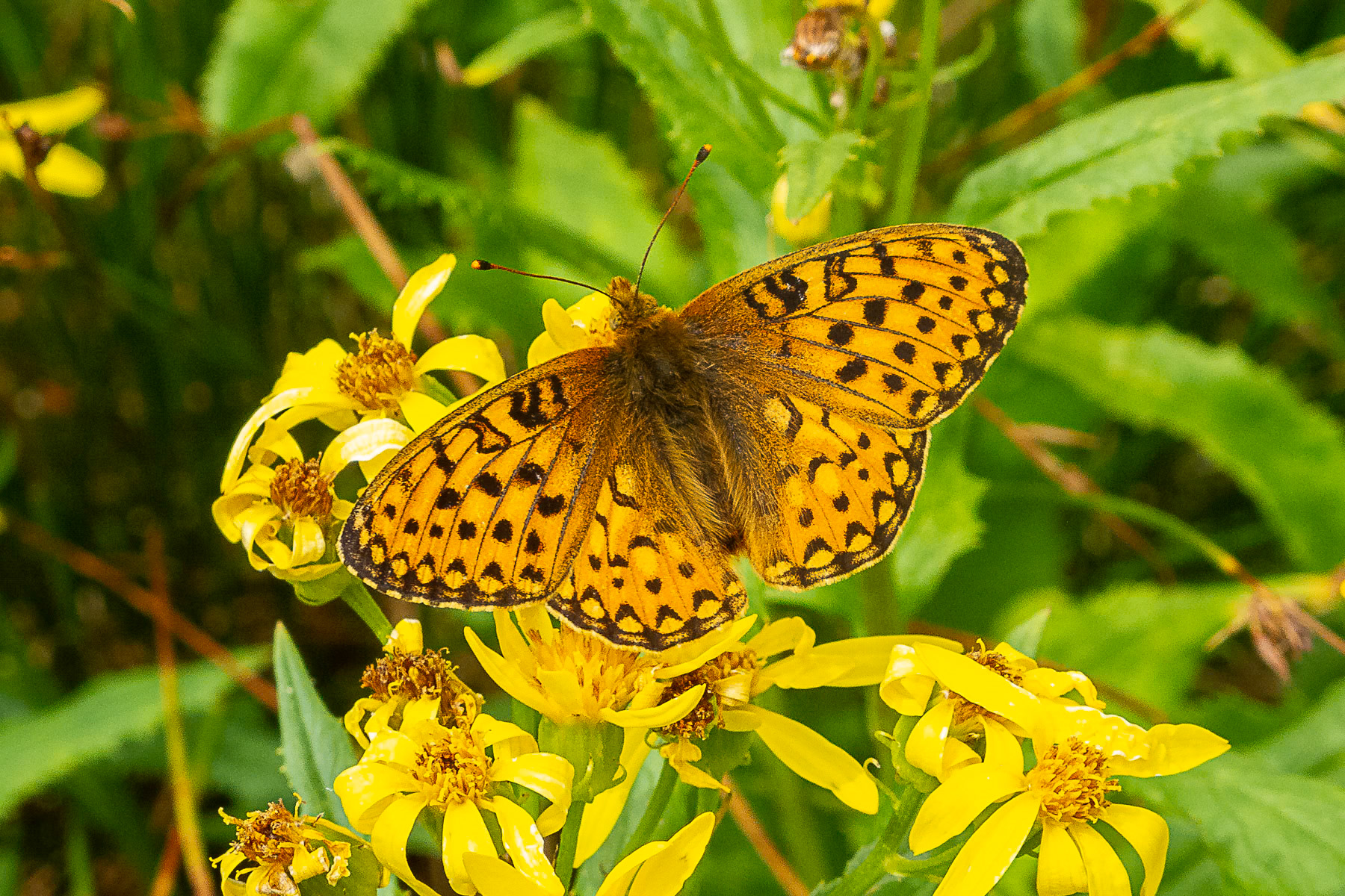 Aphrodite Fritillary