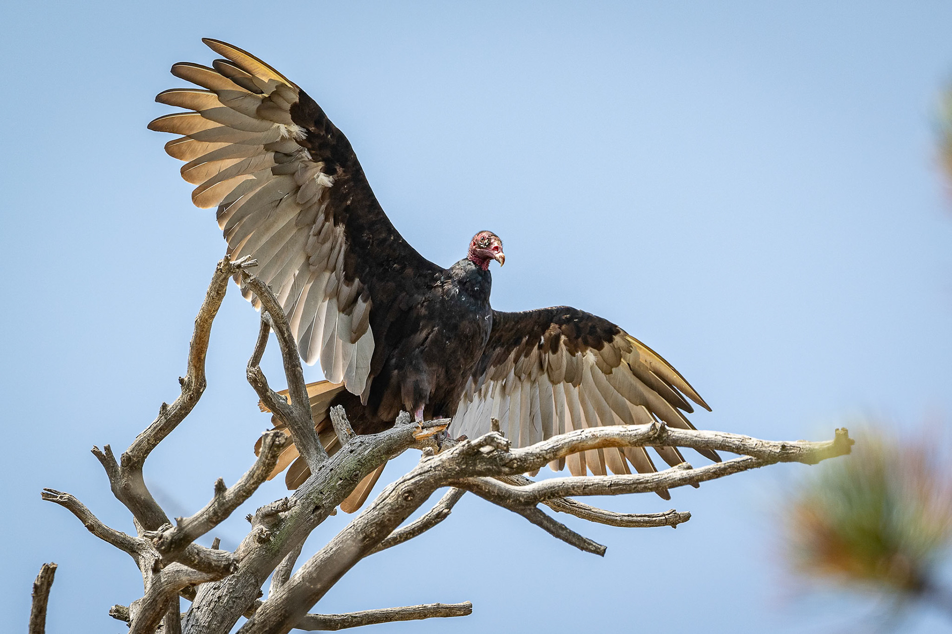Turkey Vulture