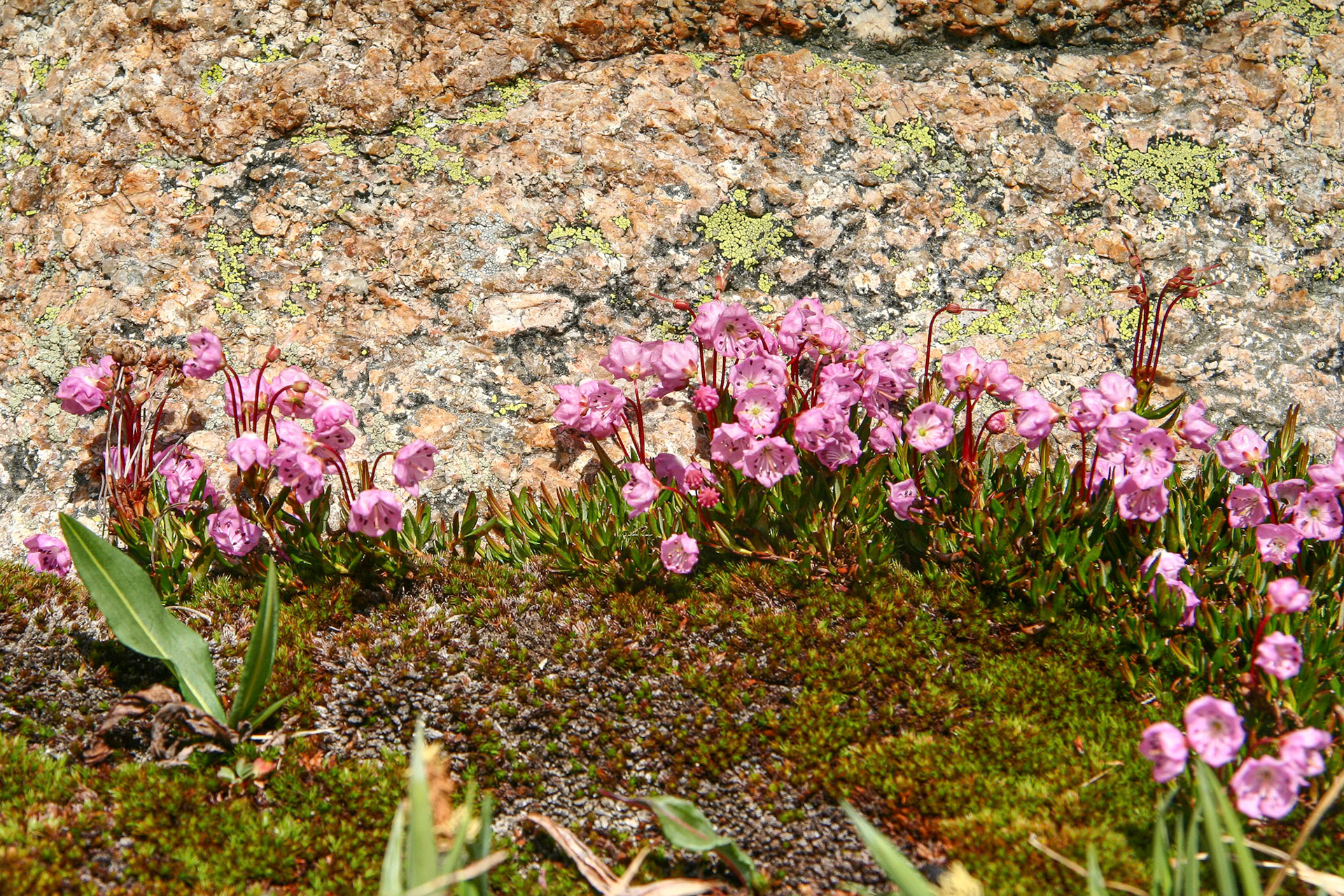 Mountain Laurel