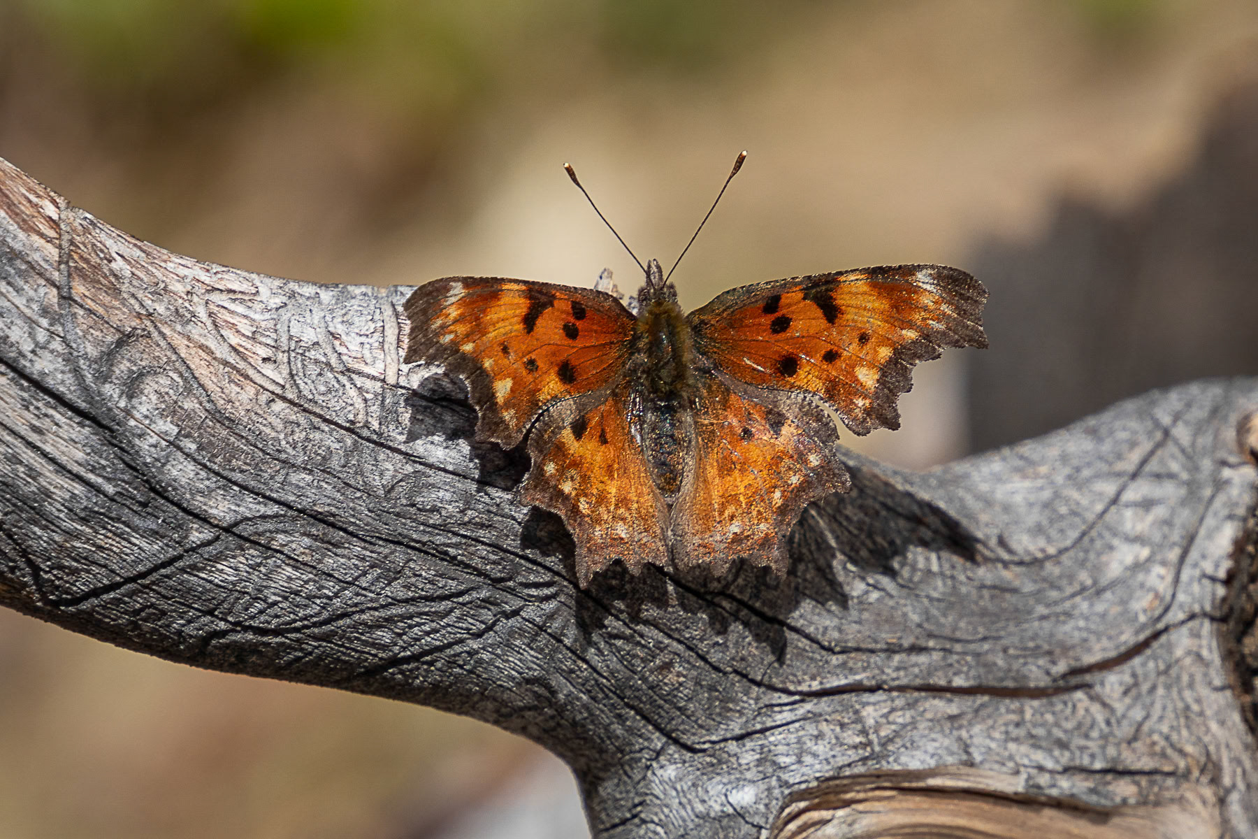 Satyr Comma
