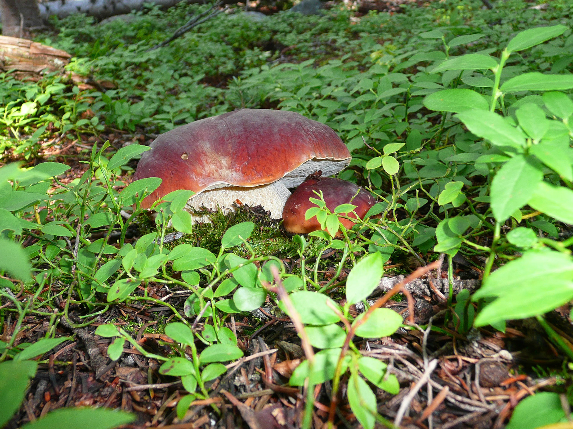Suillus sp.