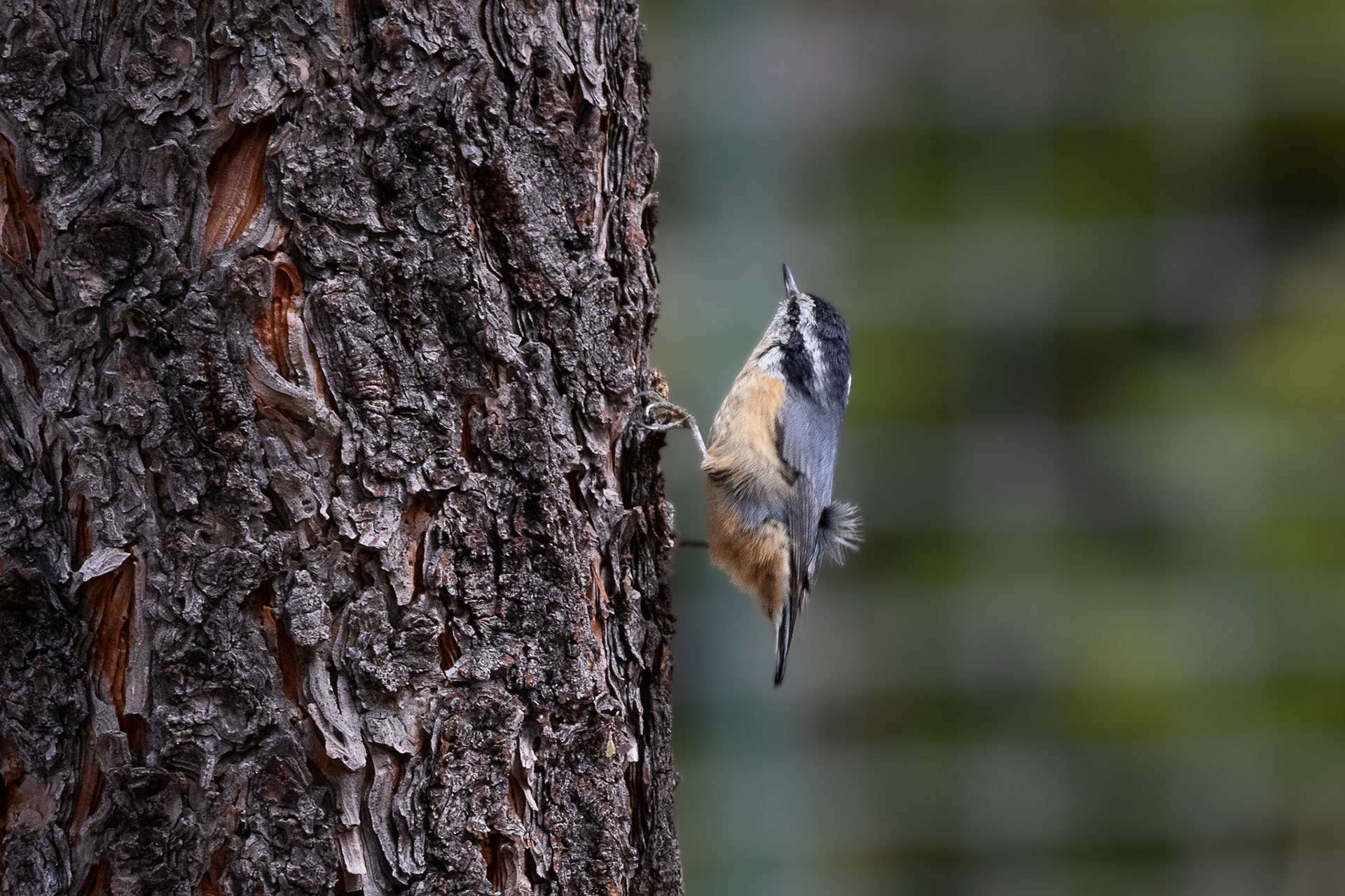 Red-breasted Nuthatch