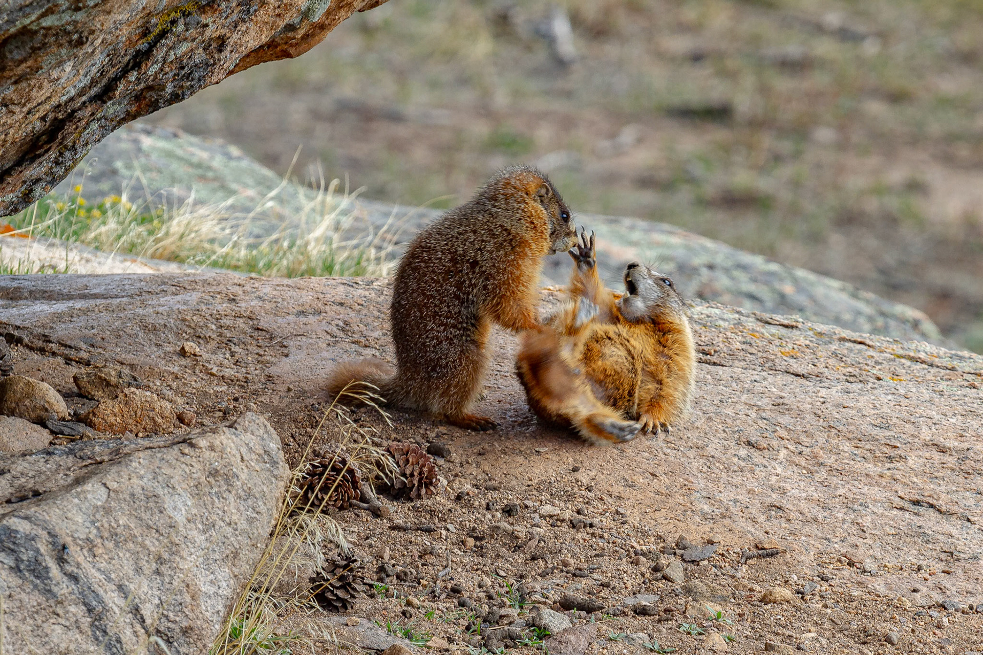 Young of Year Marmots