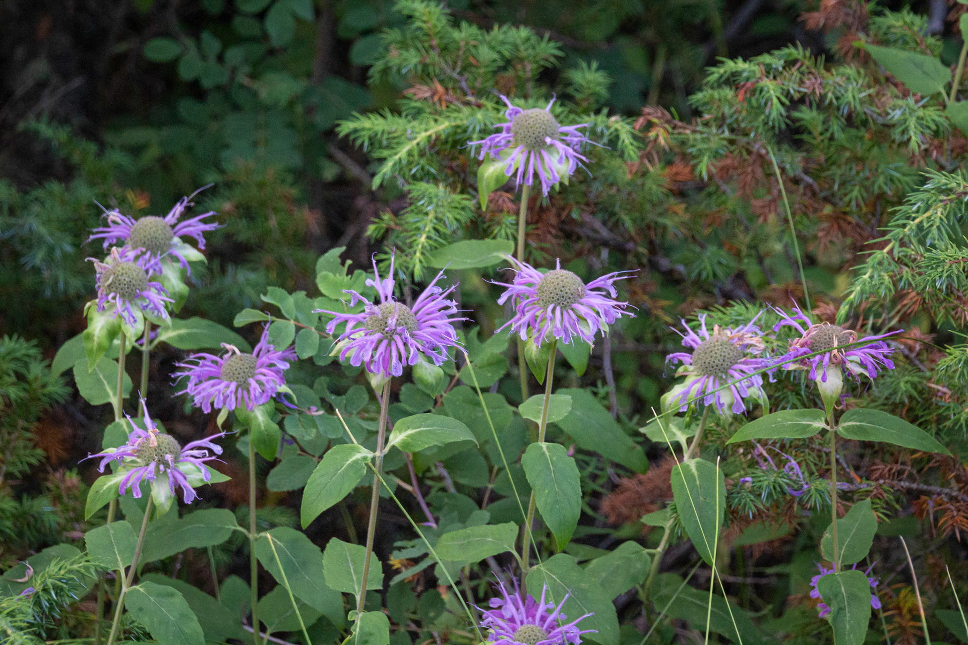 Monarda,  Bee Balm