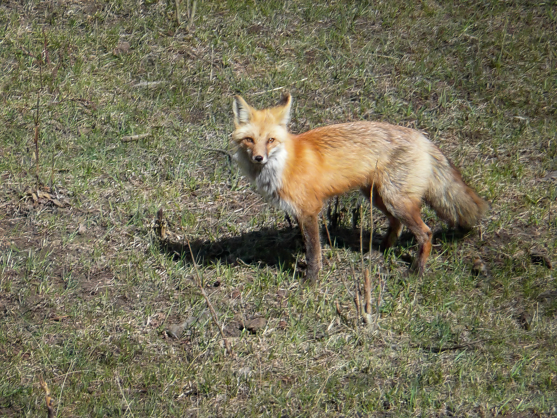 Red Fox