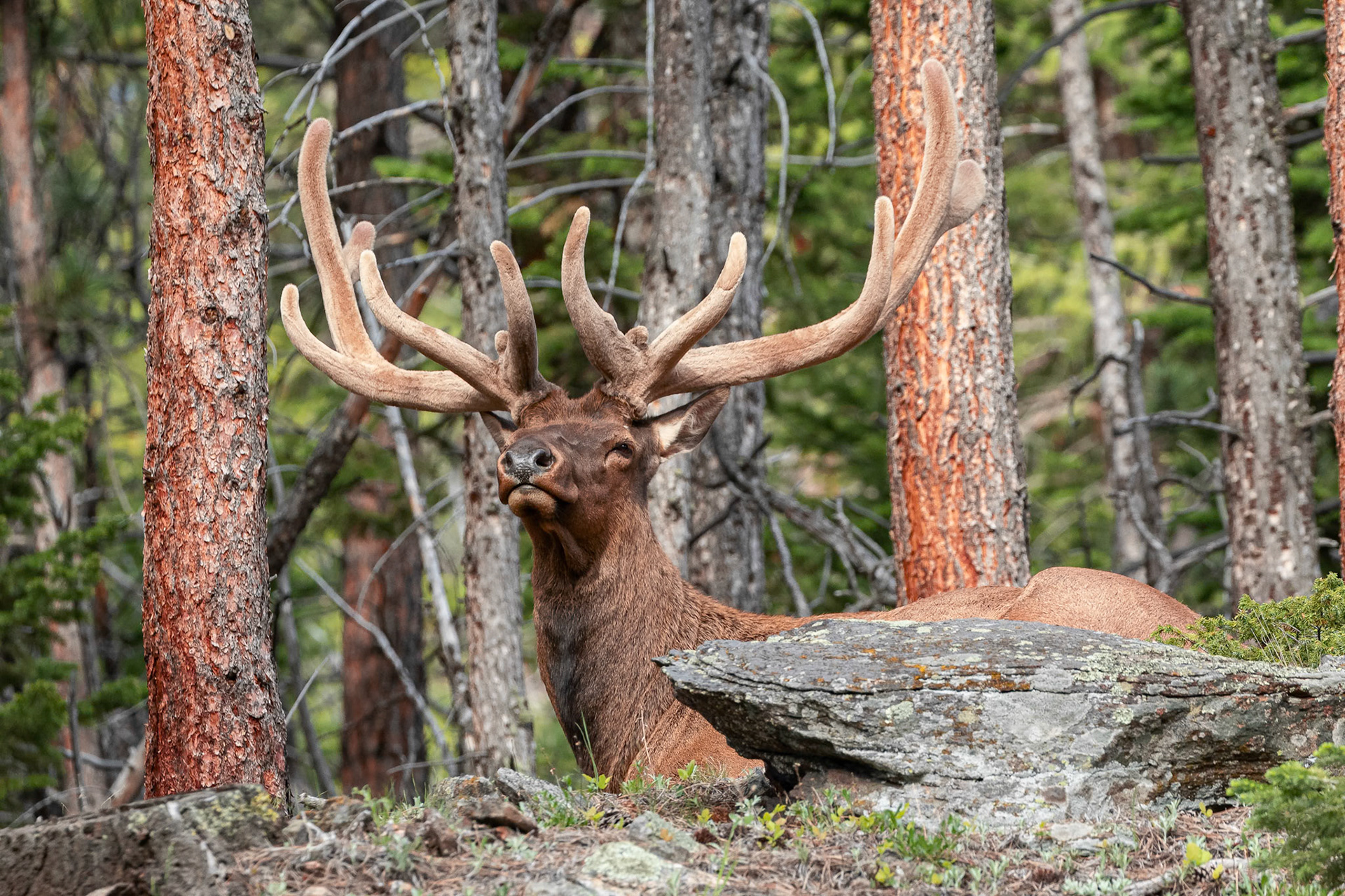 Bull Elk In Velvet