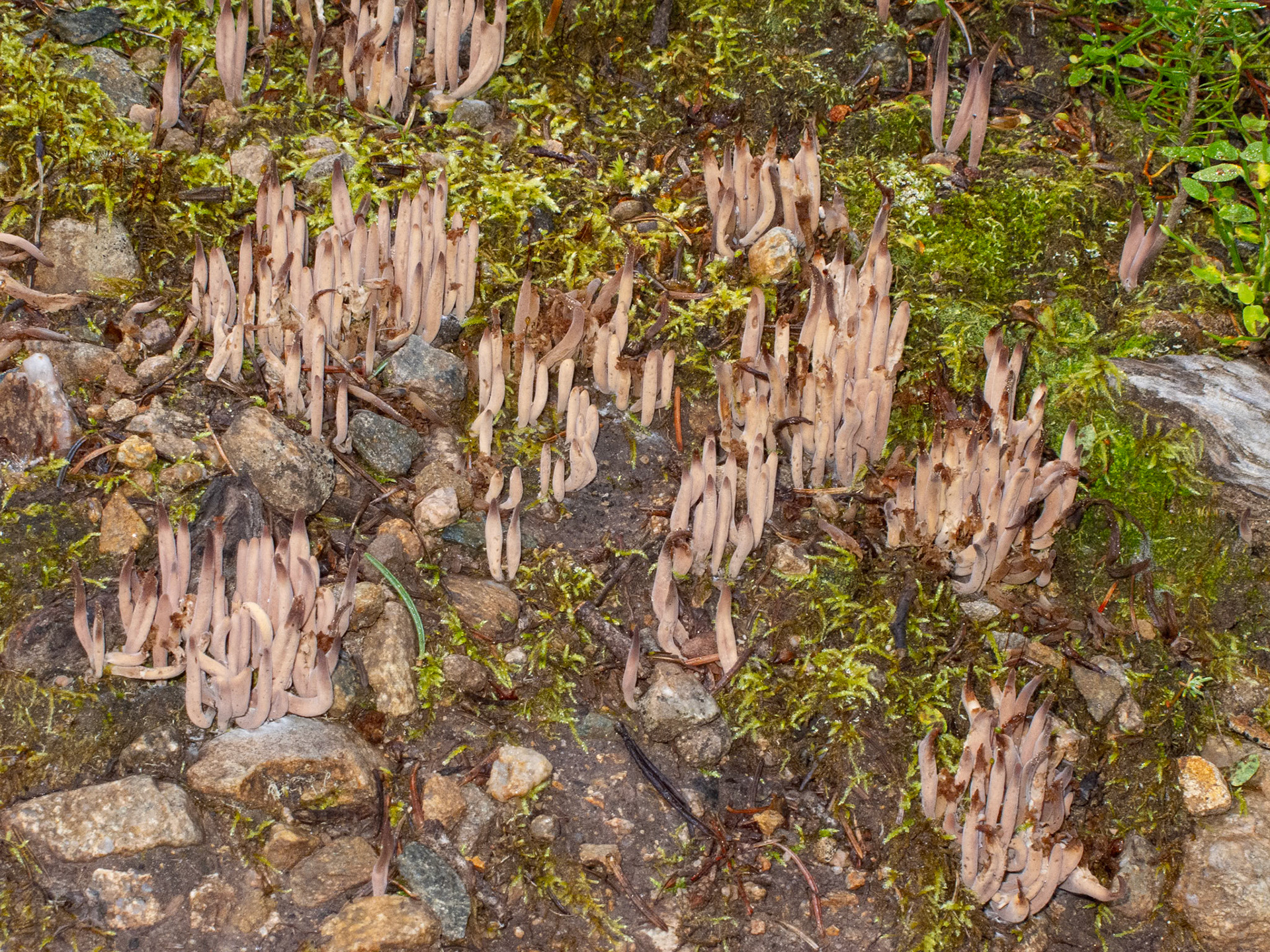 Clavaria purpurea