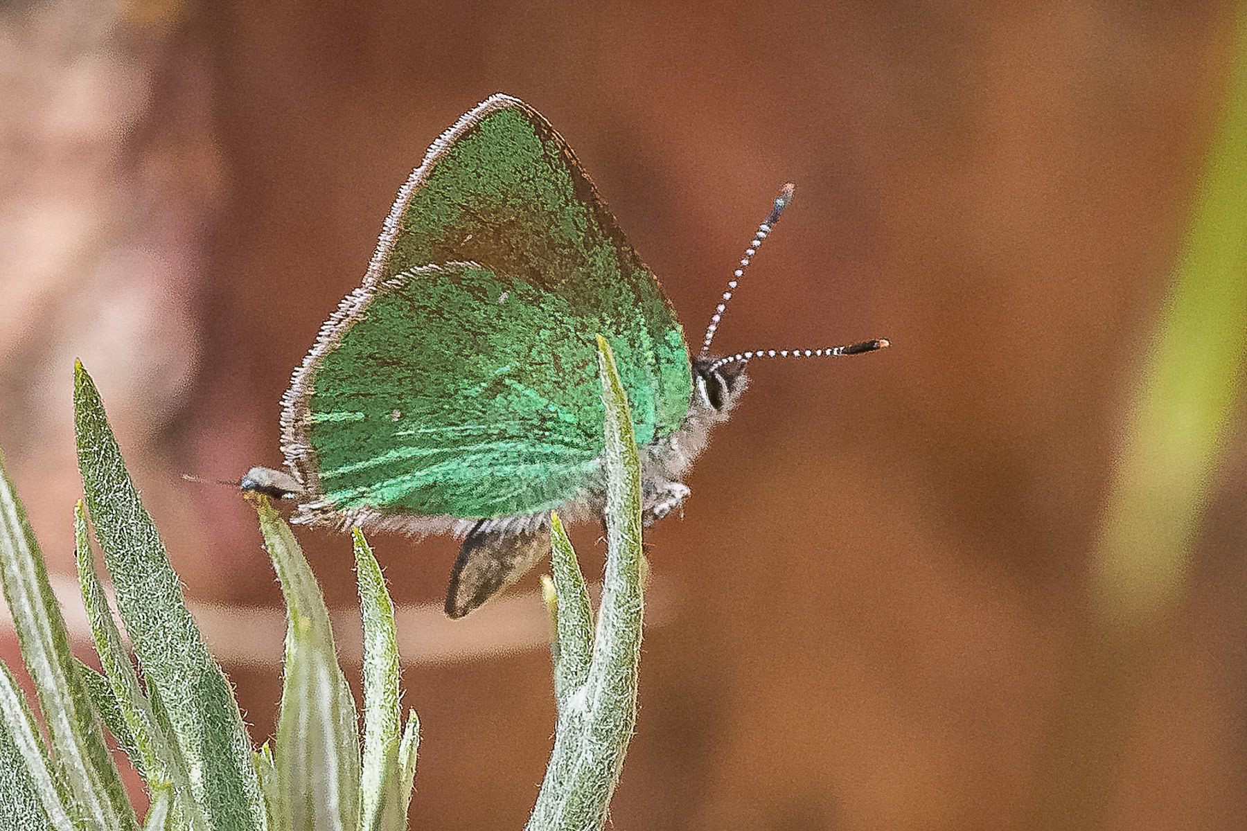 Alpine Green Hairstreak