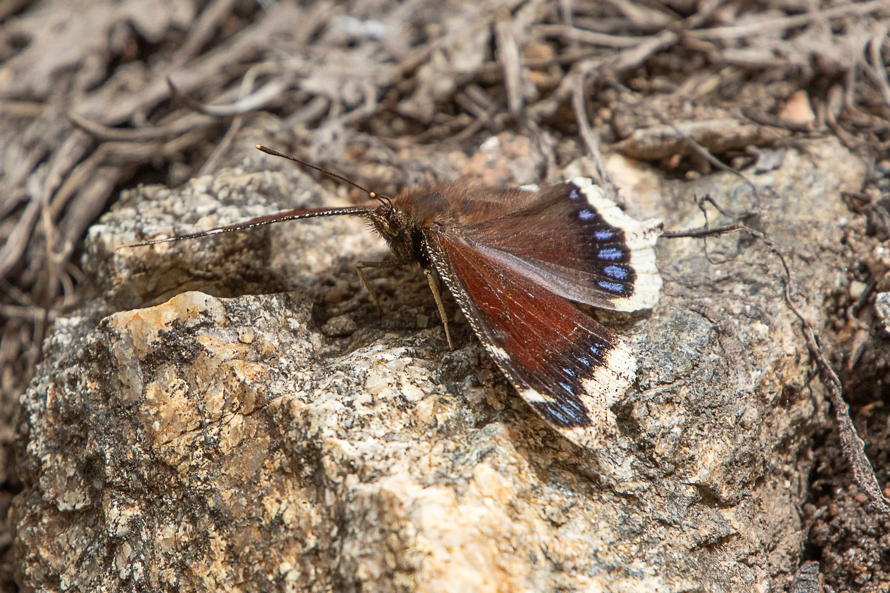 Mourning Cloak