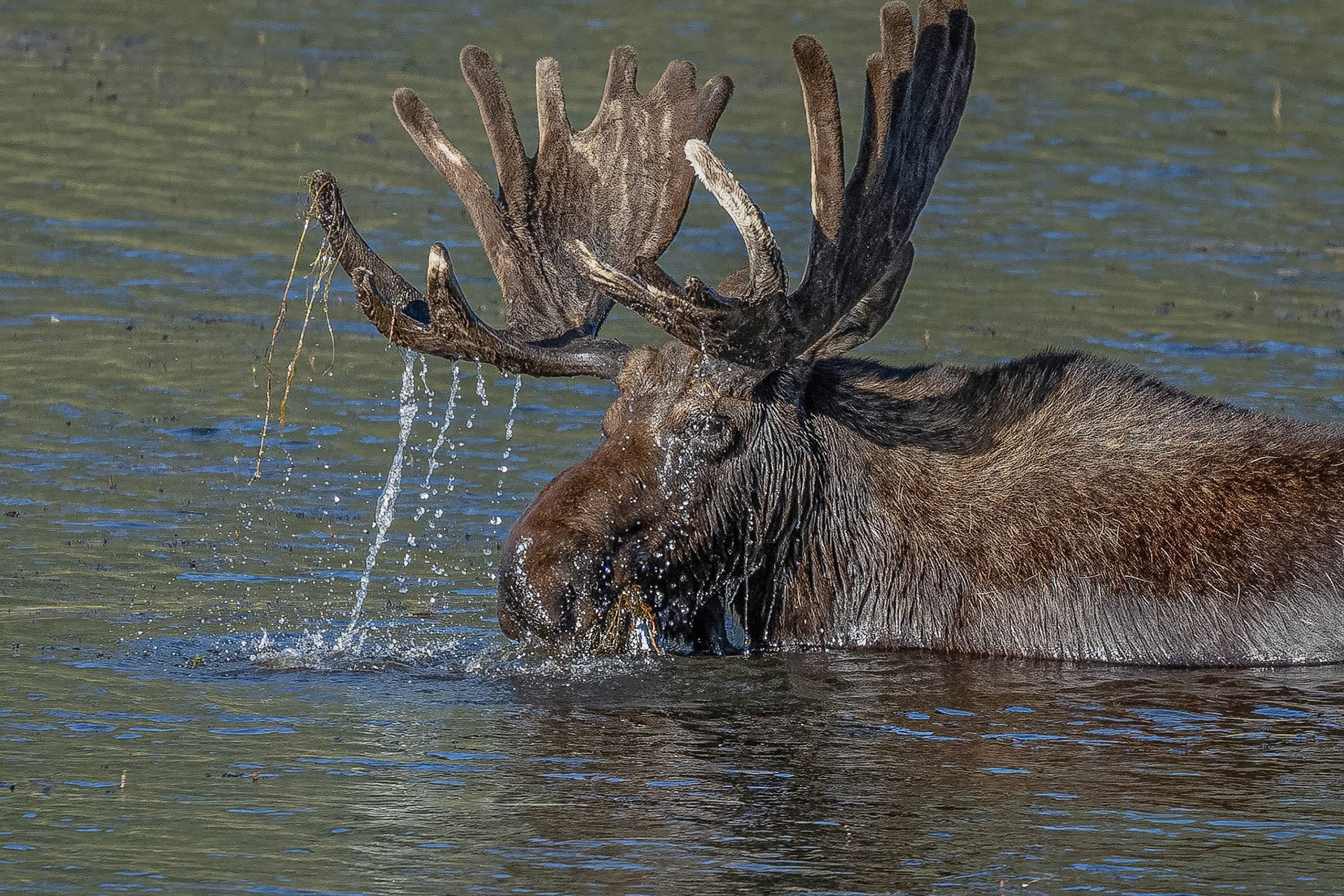 Bull Moose Feeding On Aquatic Vegetation