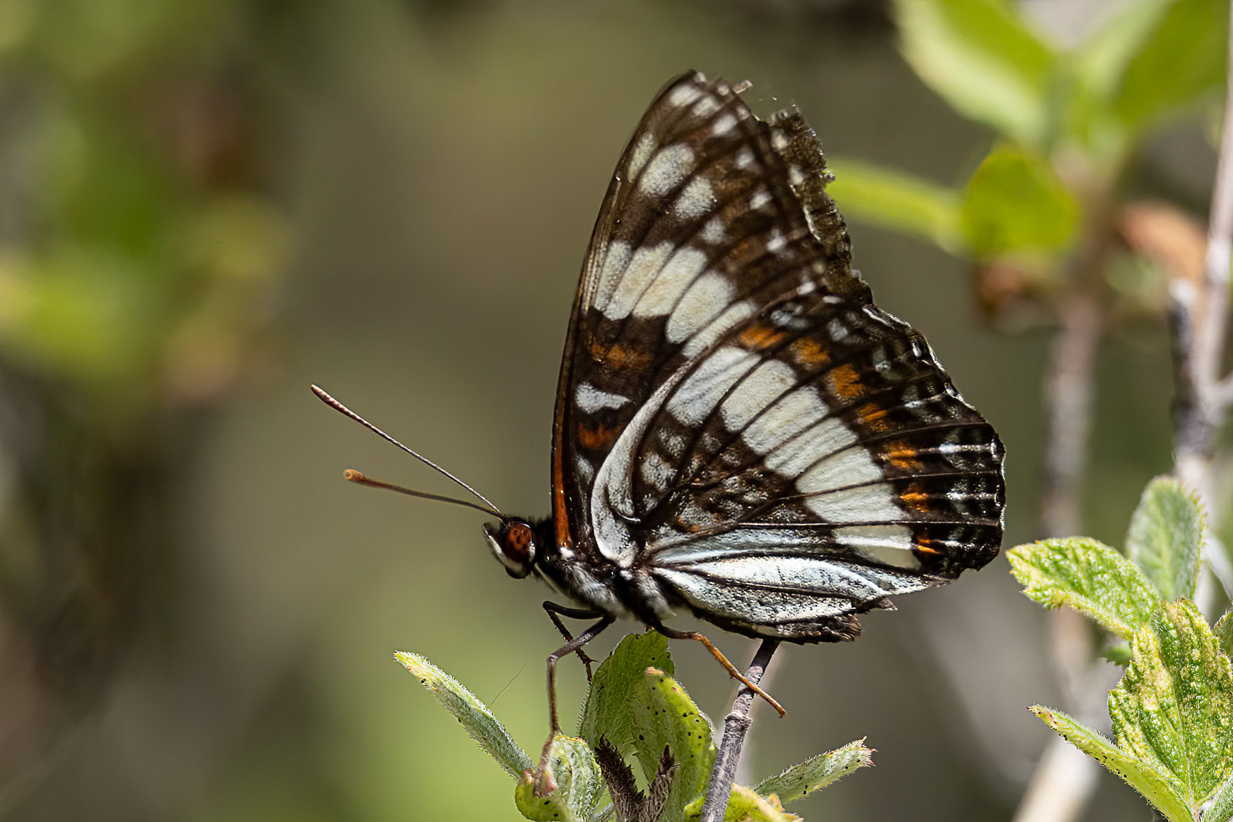 Weidemeyer's Admiral