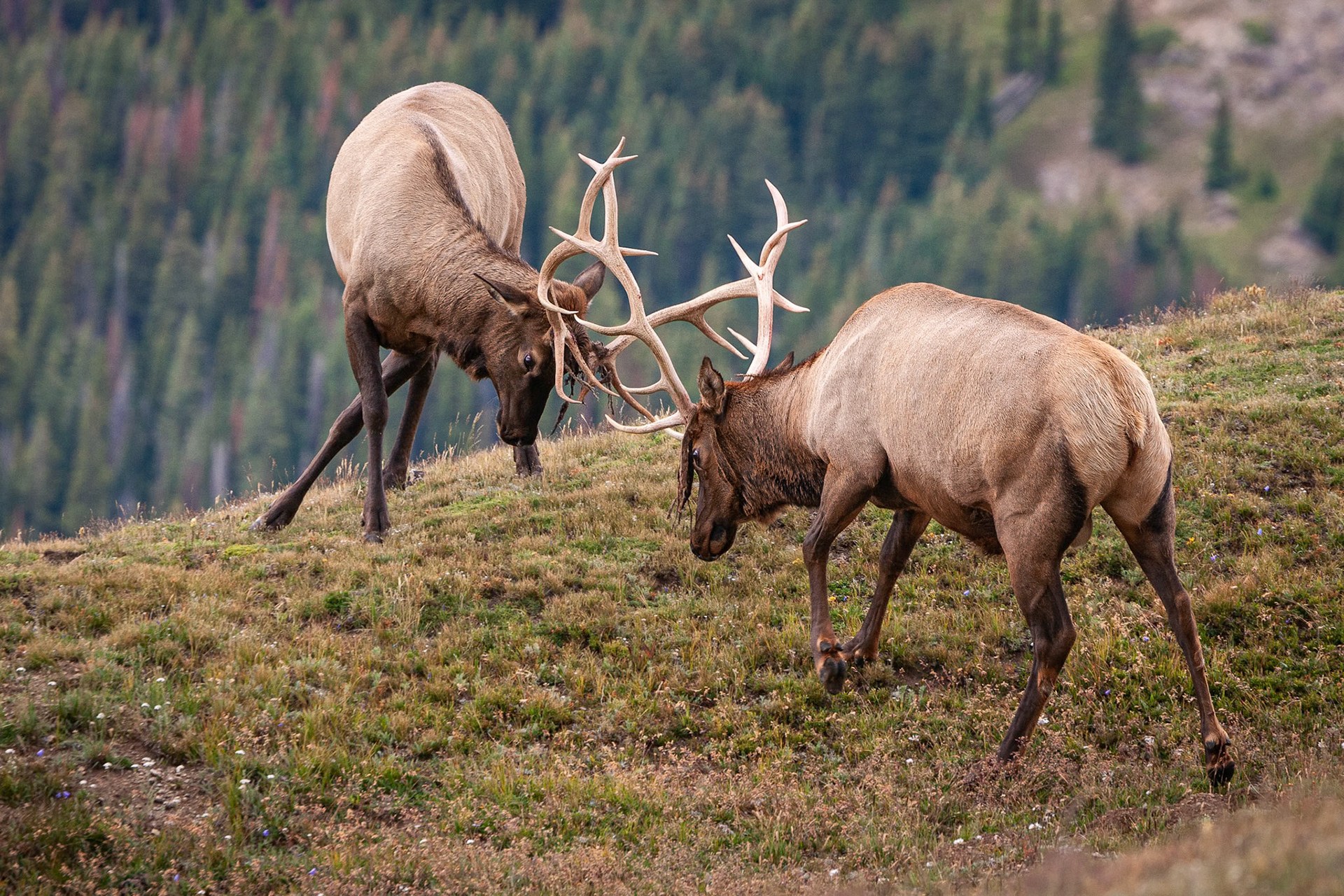 Bull Elk on the Tundra Establishing Dominance Prior To The Rut