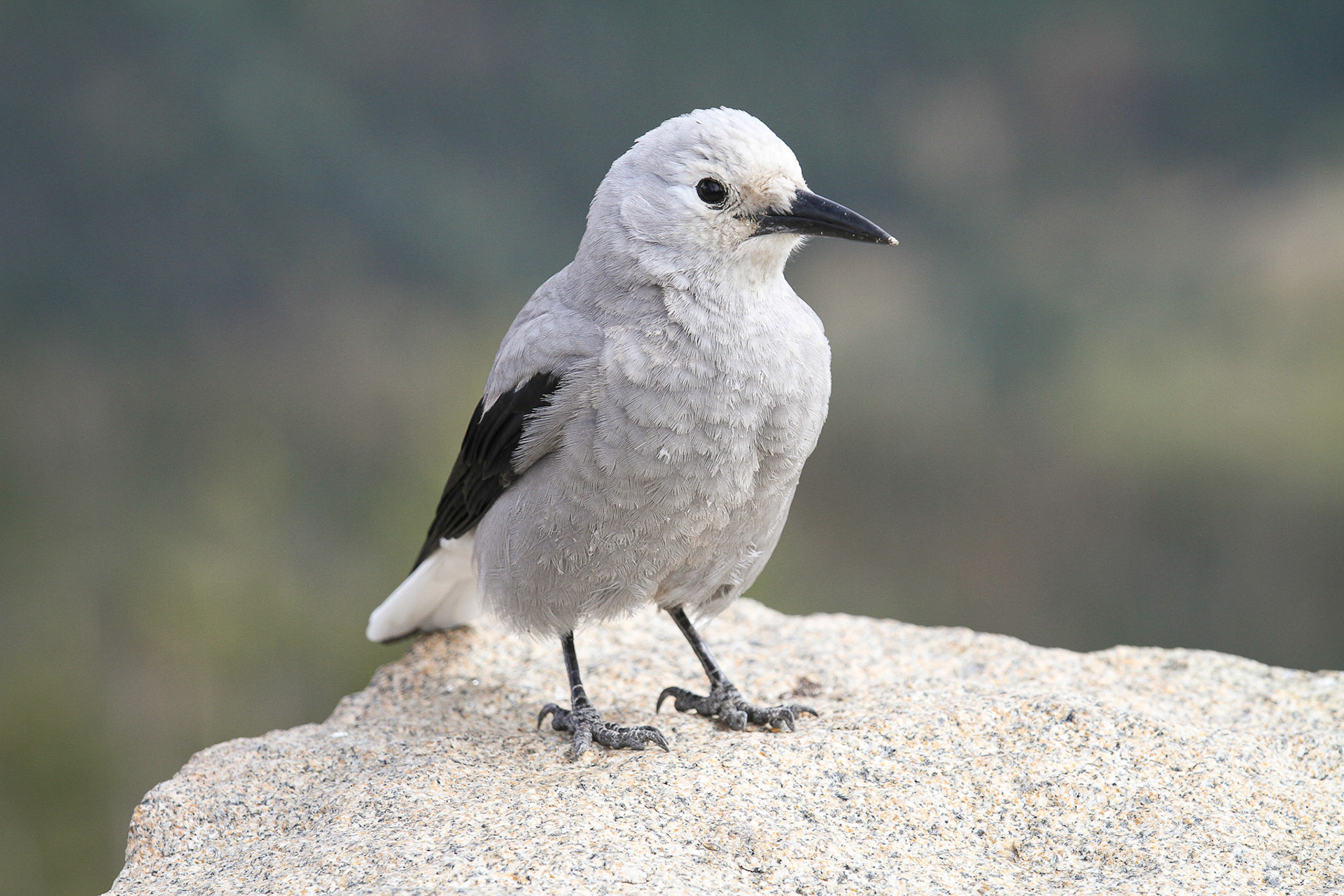 Clark's Nutcracker