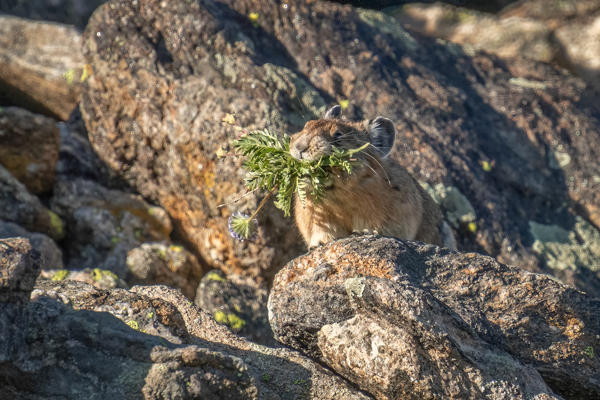 Pika Stocking Up For Winter