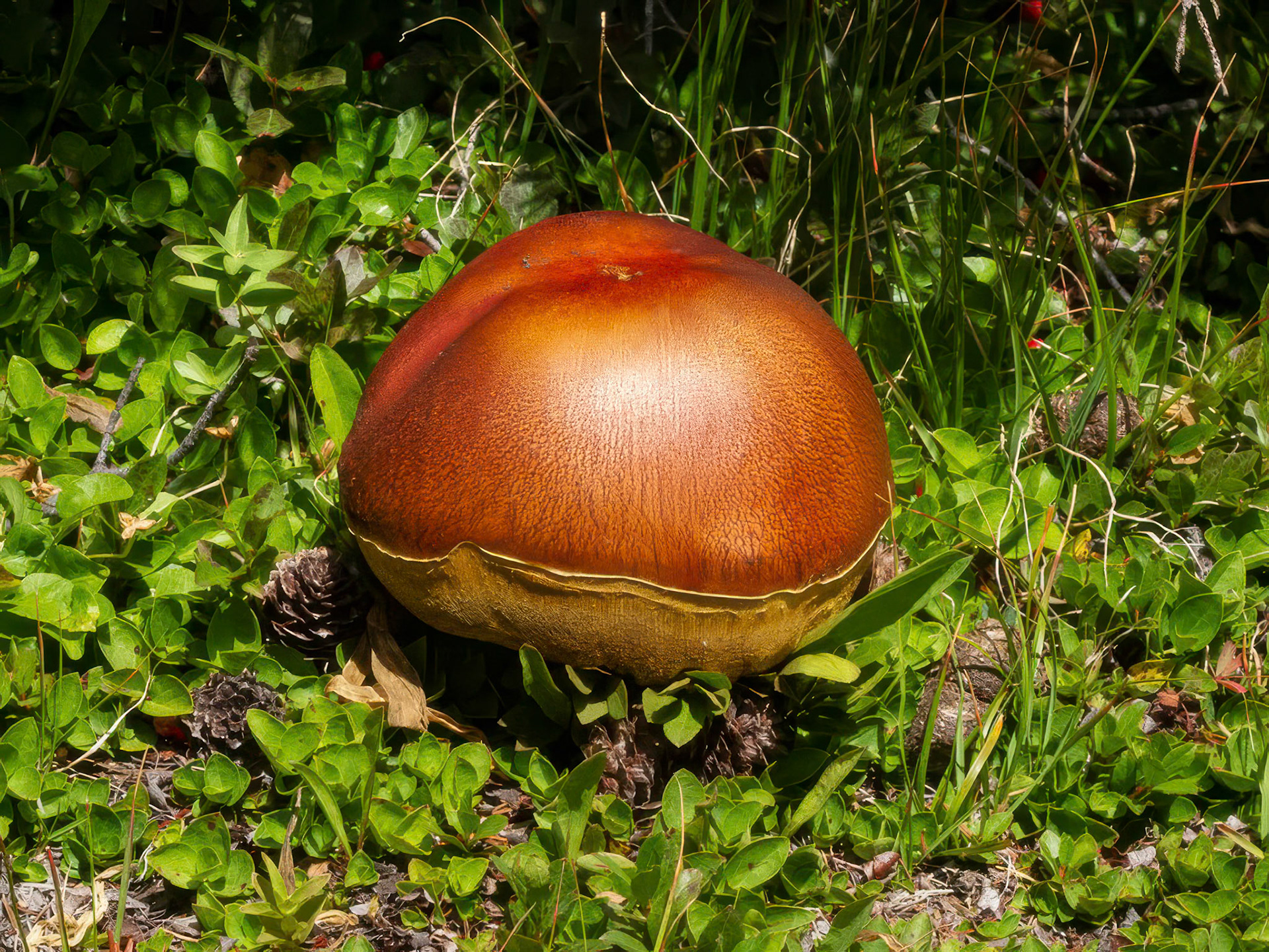 King Boletus