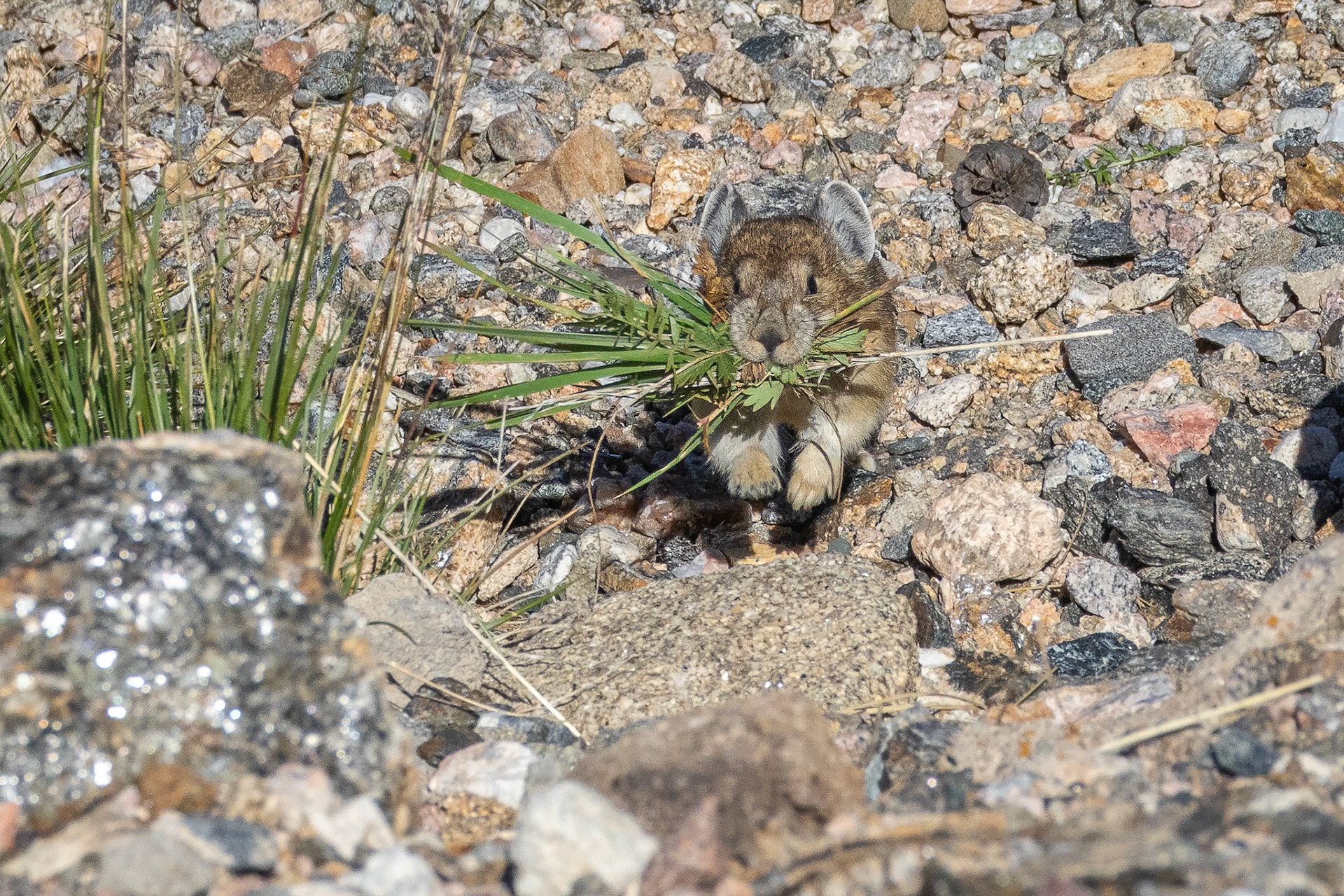 Pika Stocking Up For The Winter