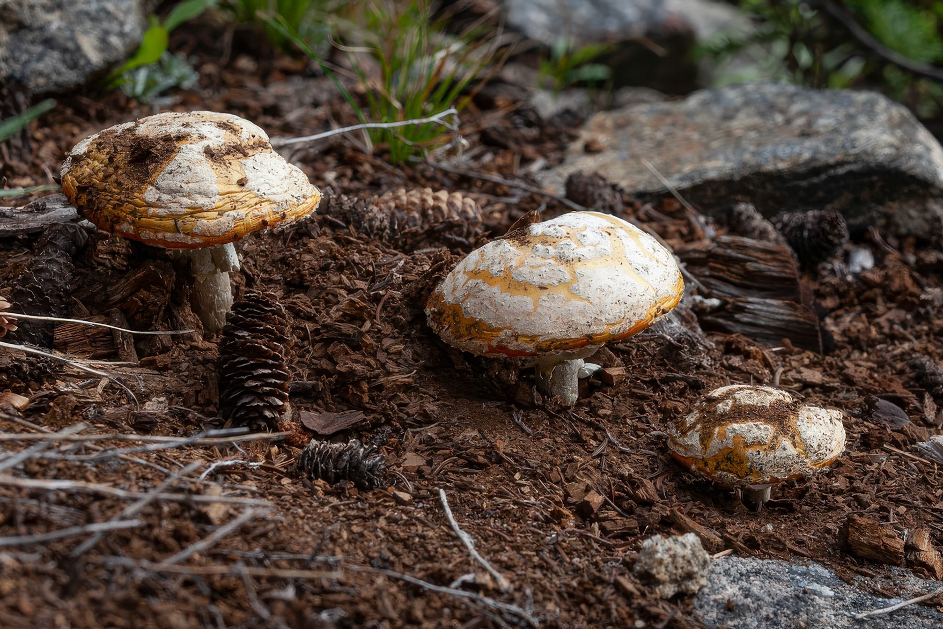 Pluteus cervinus