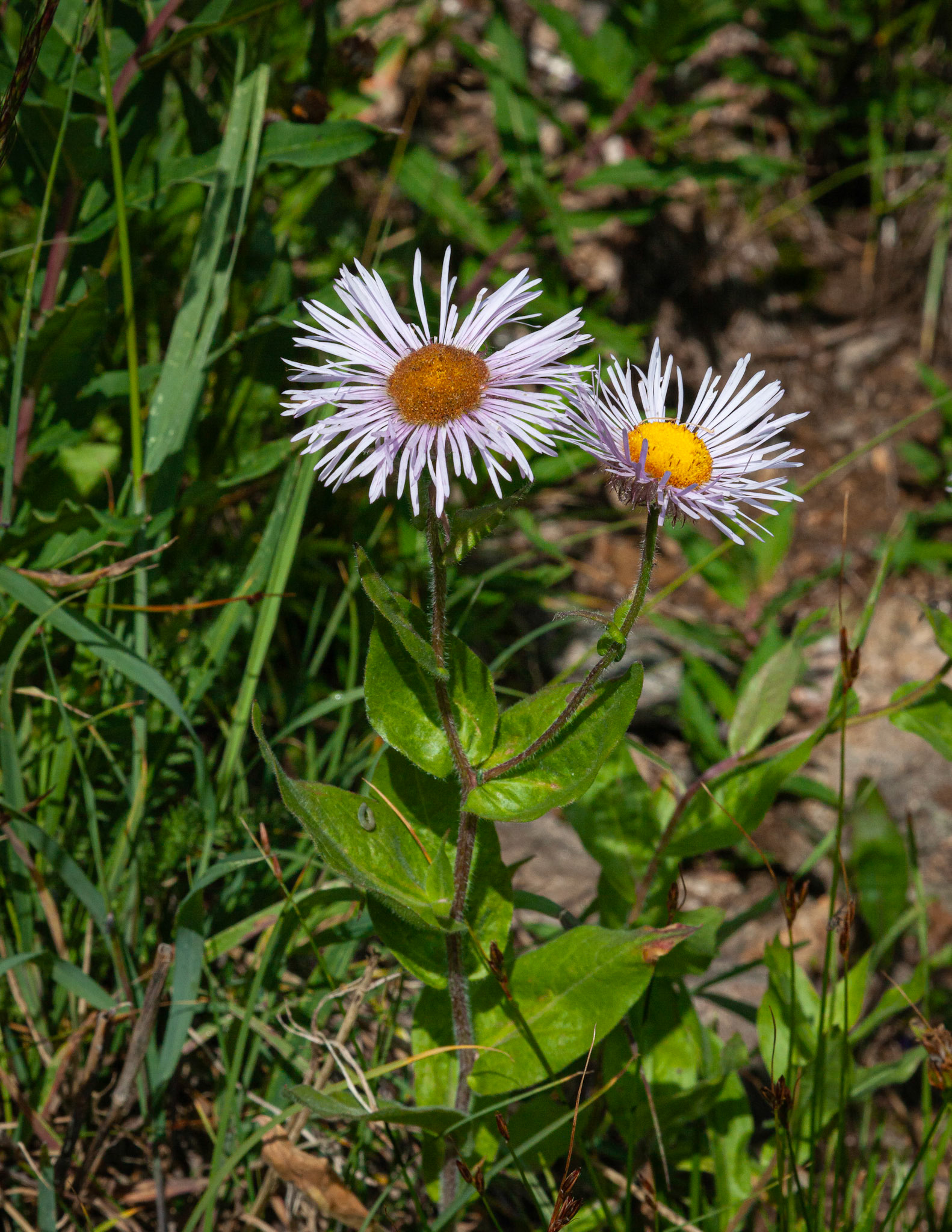 Aspen Daisy