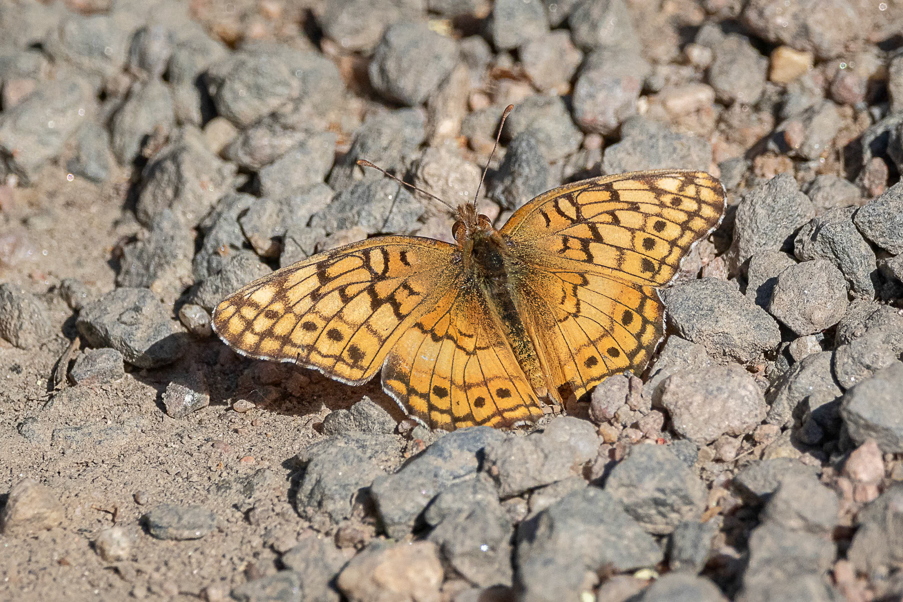 Variegated Fritillary