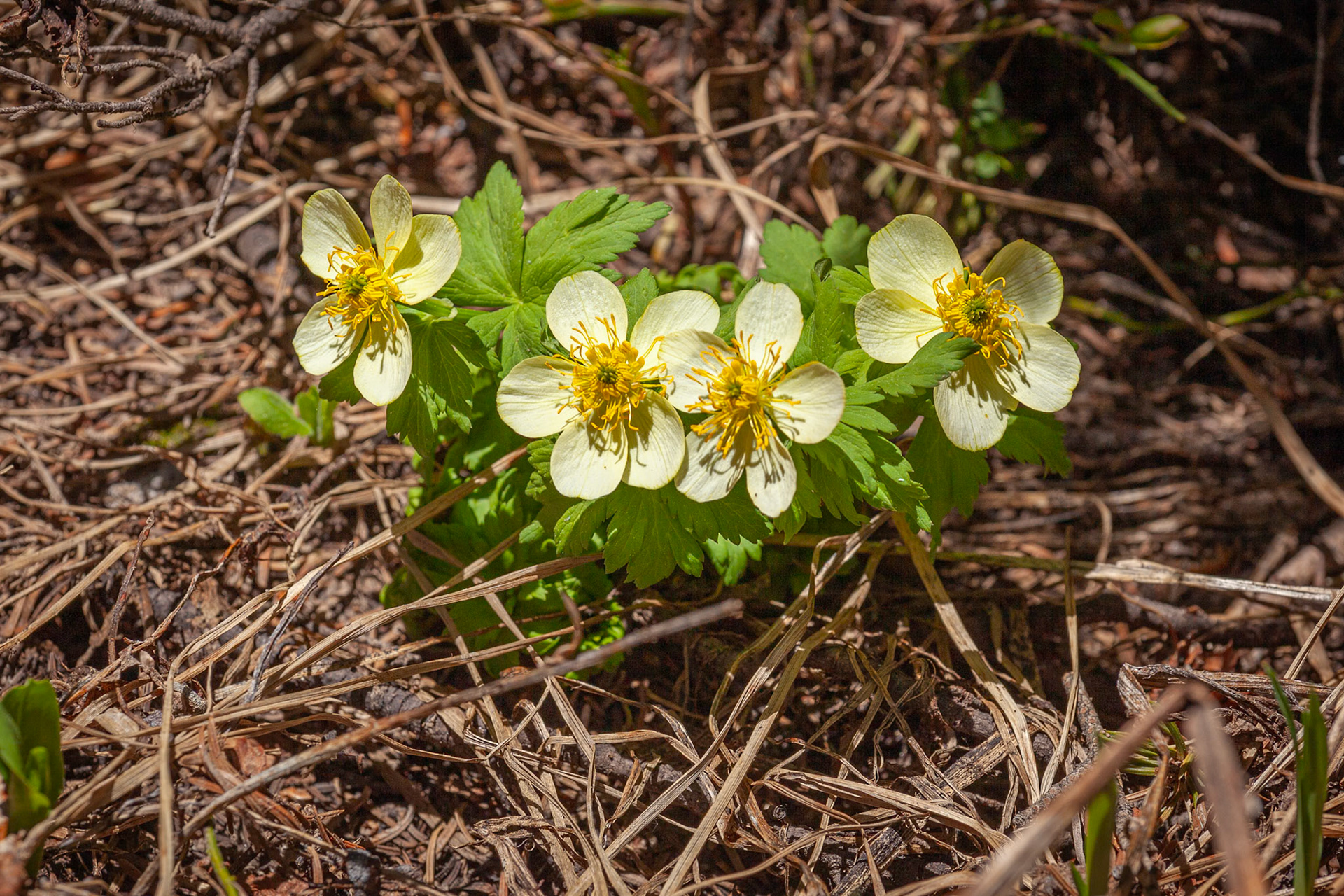Globeflower