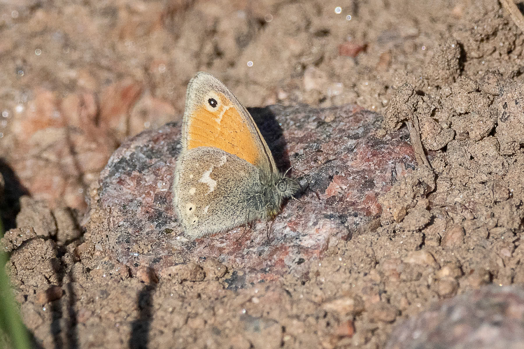 Ocher Ringlet