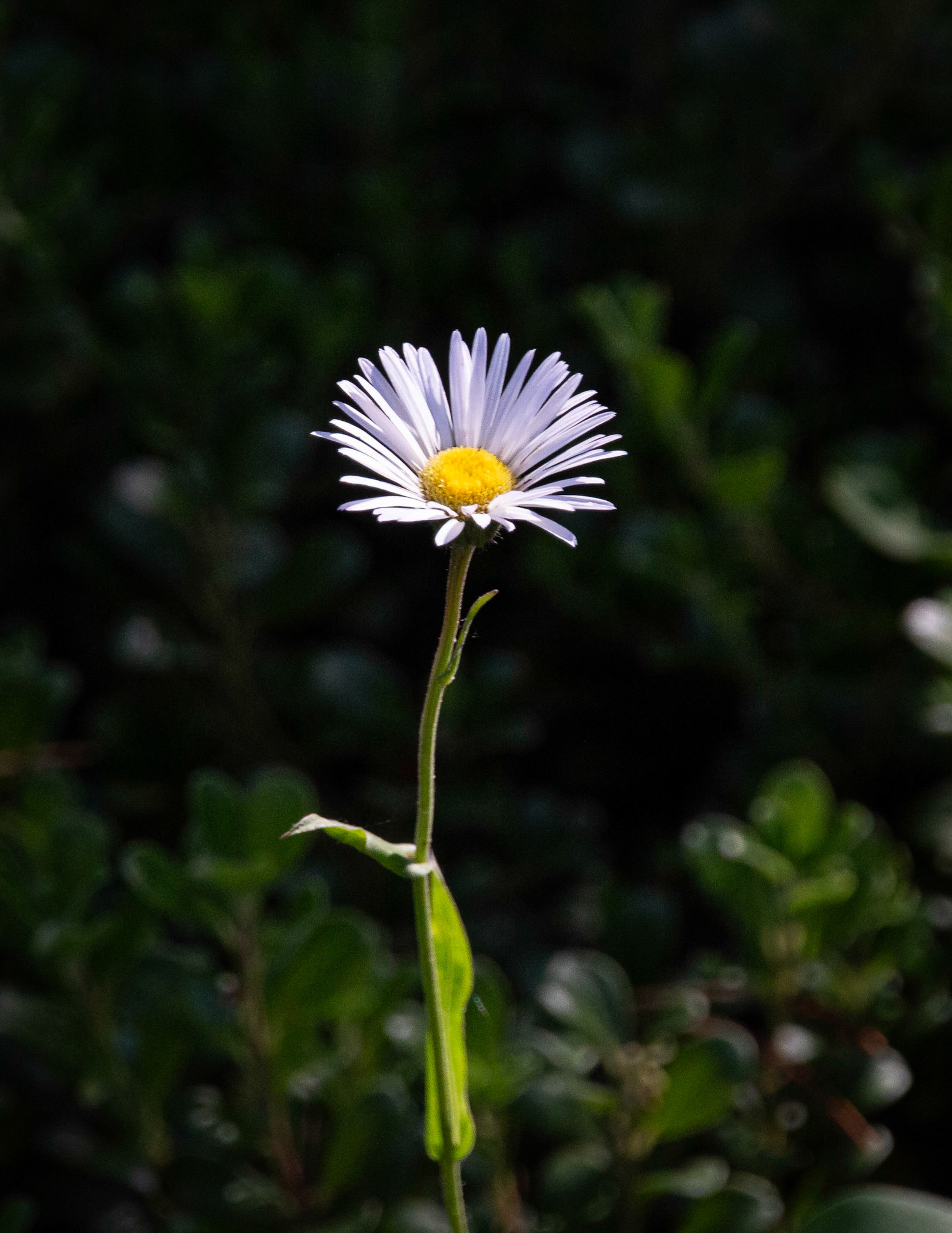Large Mountain Fleabane