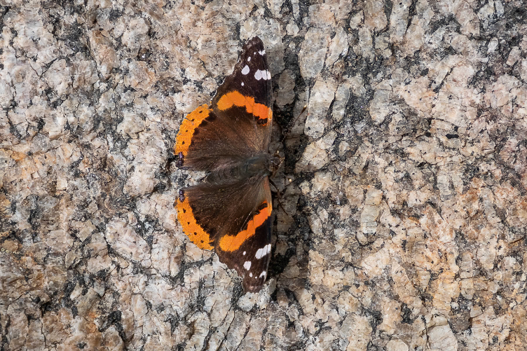 Red Admiral
